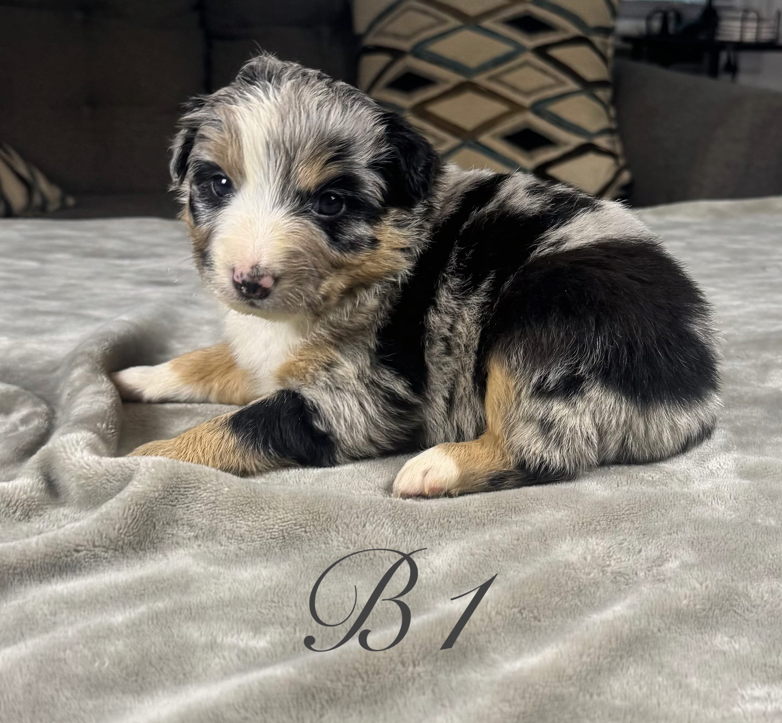 Boy 1 – Australian Shepherd puppy for sale in Salisbury, NC