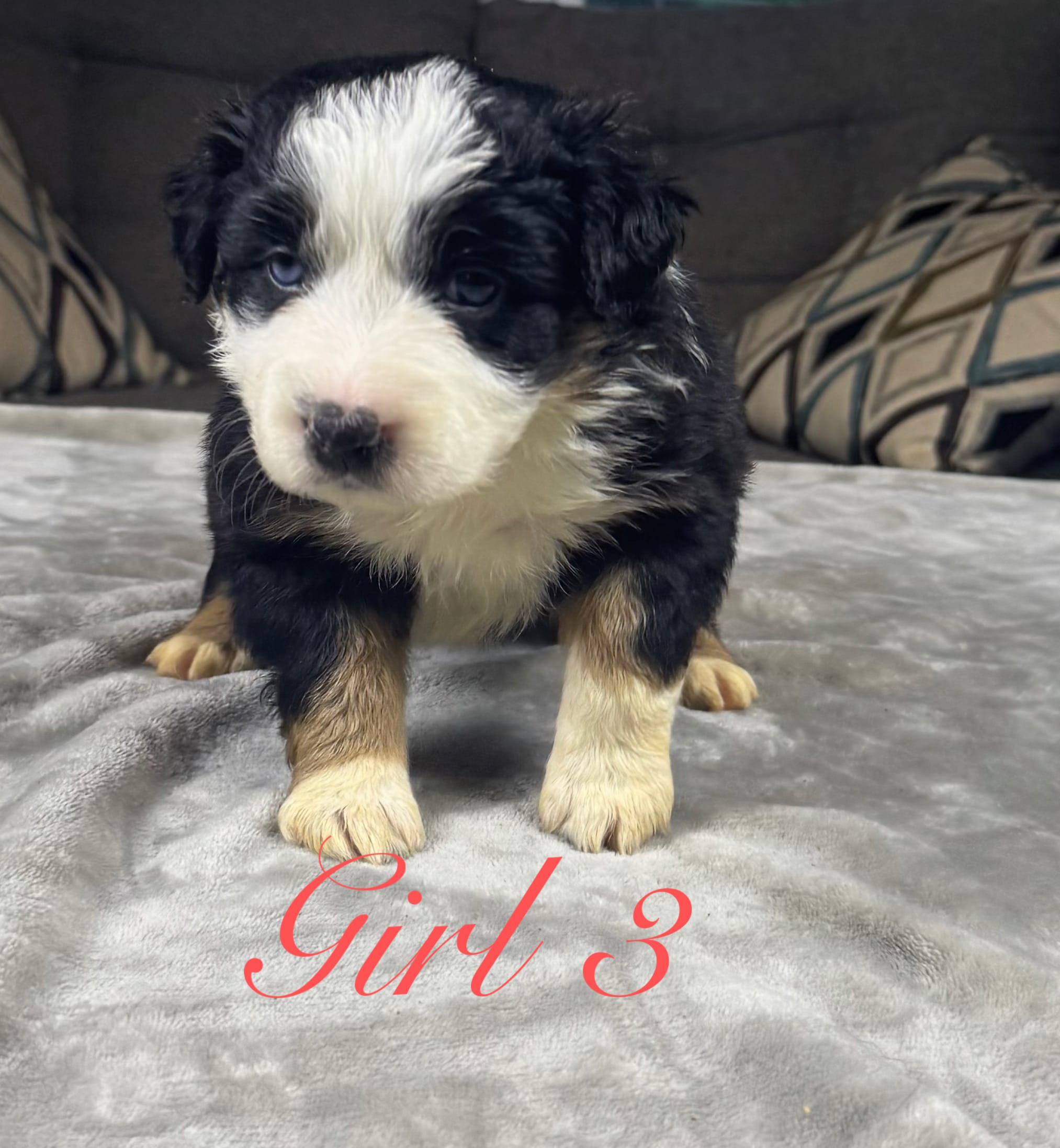 Girl 3 – Australian Shepherd puppy for sale in Salisbury, NC