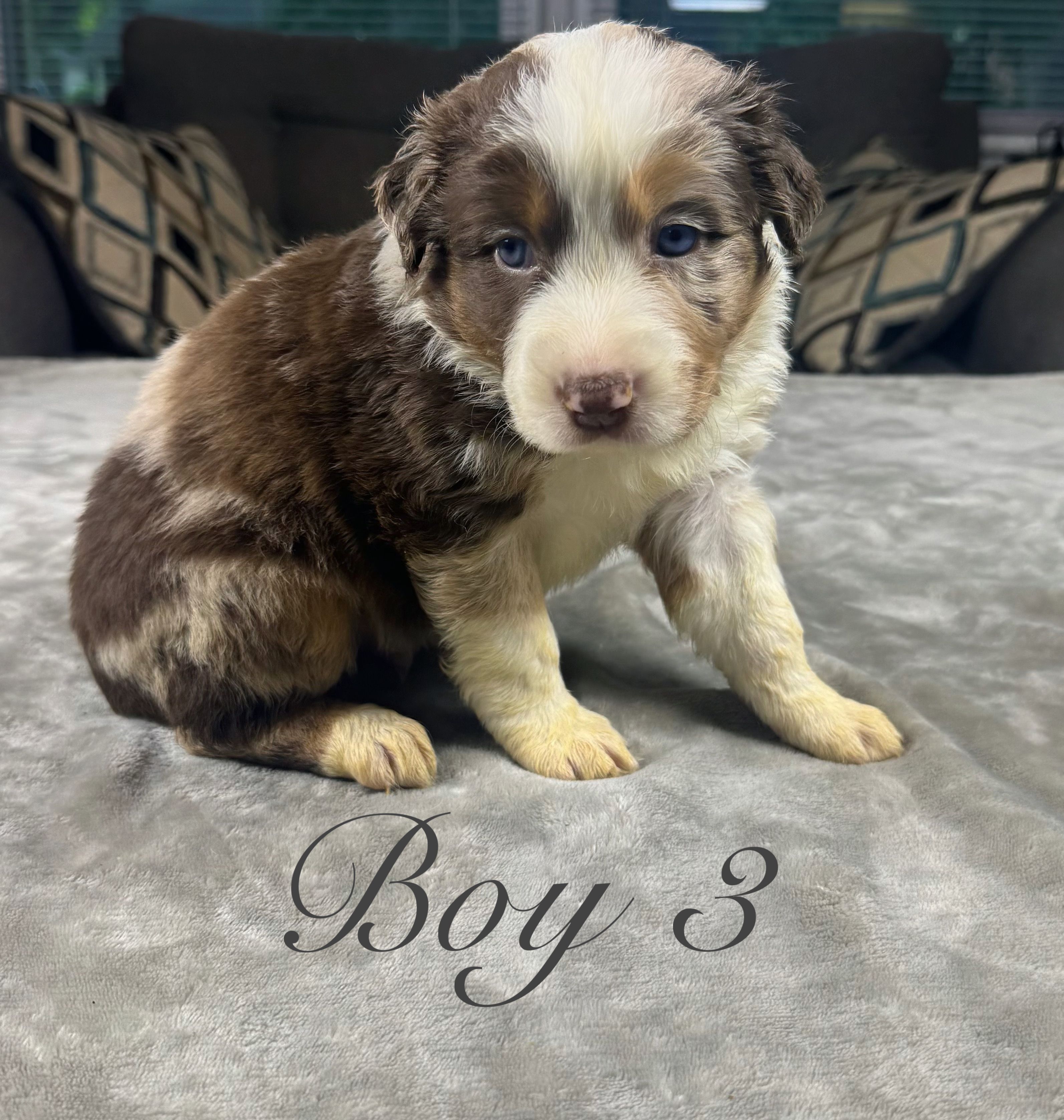 Boy 3  – Australian Shepherd puppy for sale in Salisbury, NC