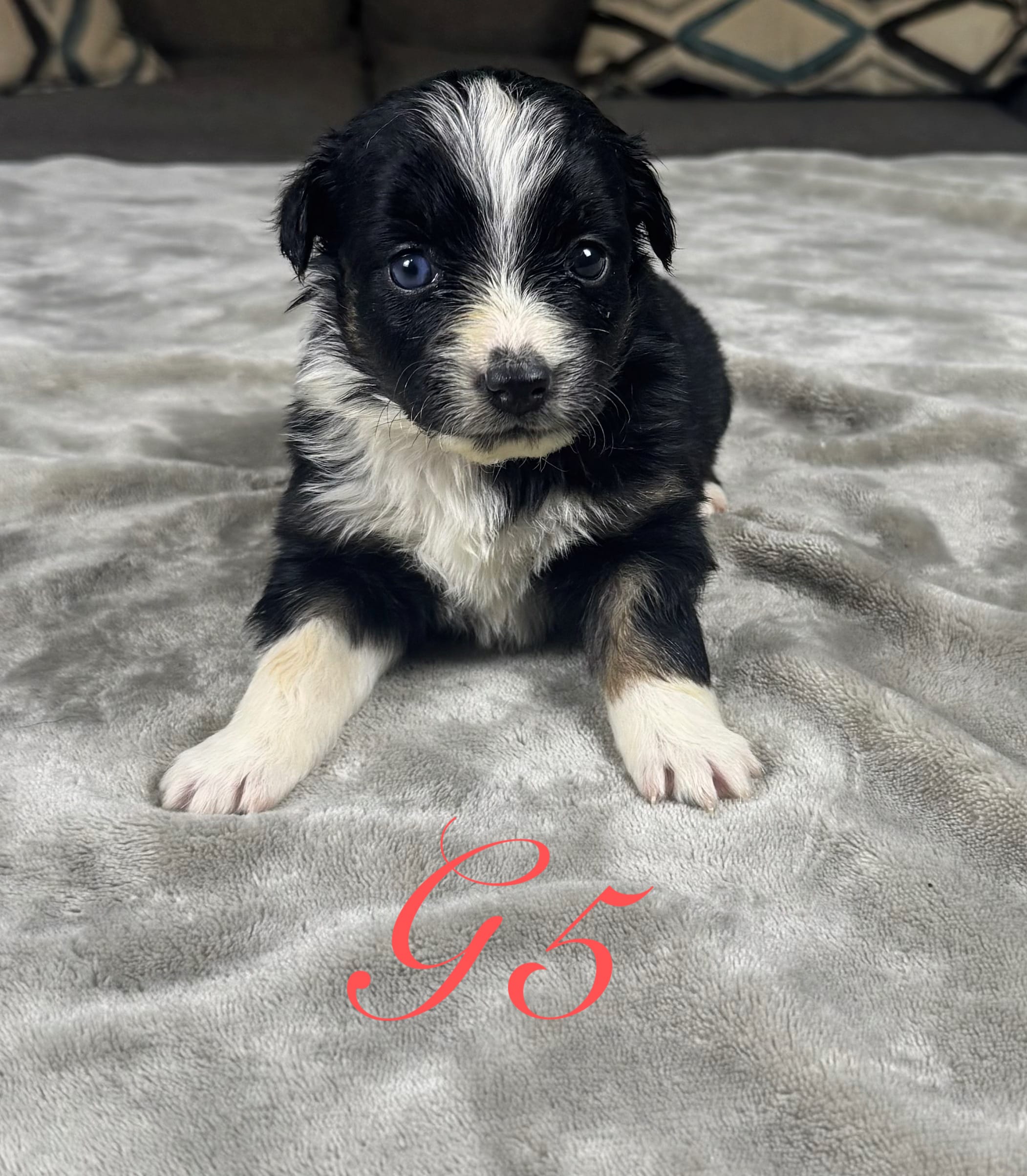 Girl 5 – Australian Shepherd puppy for sale in Salisbury, NC