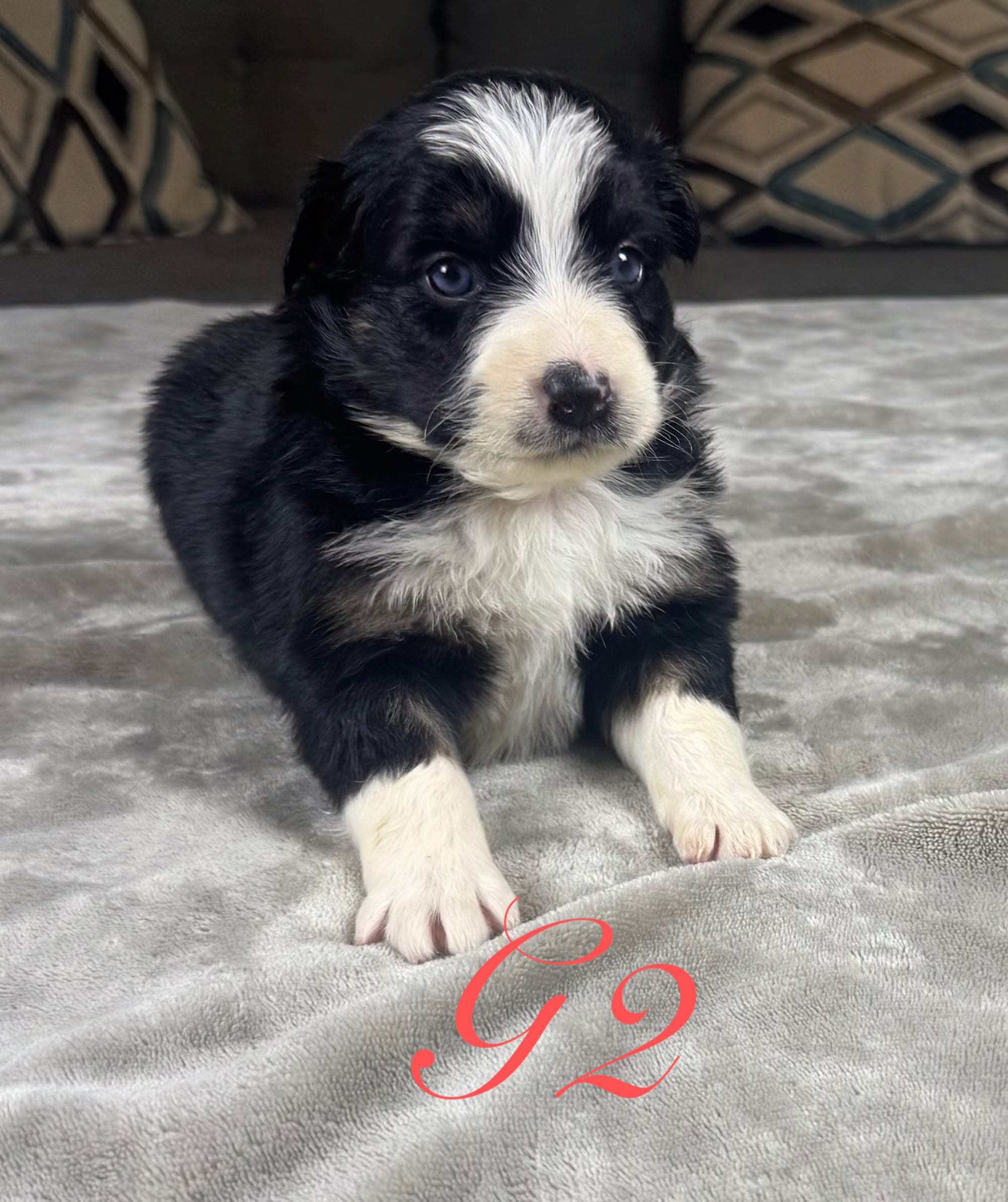 Girl 2 – Australian Shepherd puppy for sale in Salisbury, NC