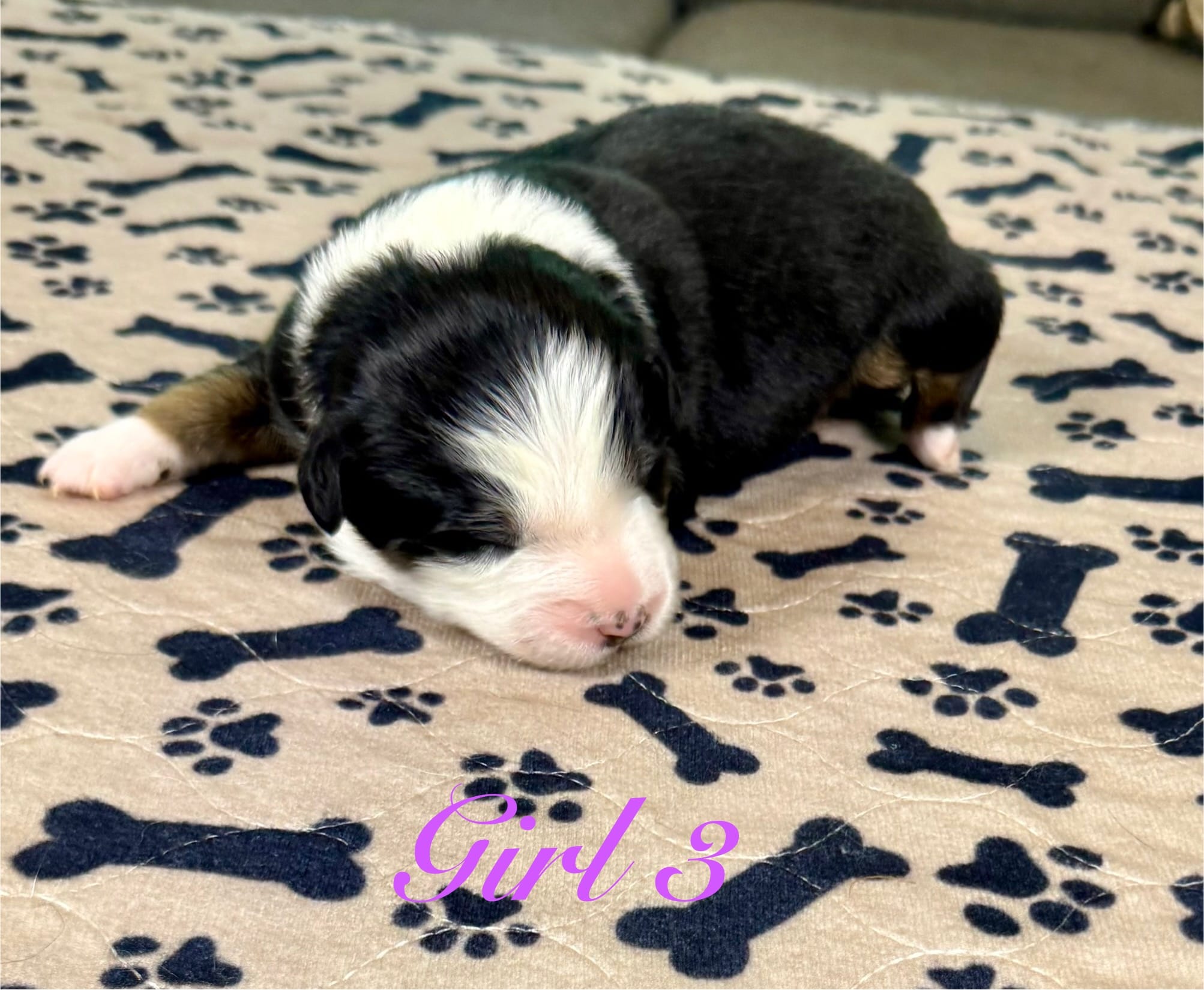 Girl 3 – Australian Shepherd puppy for sale in Salisbury, NC