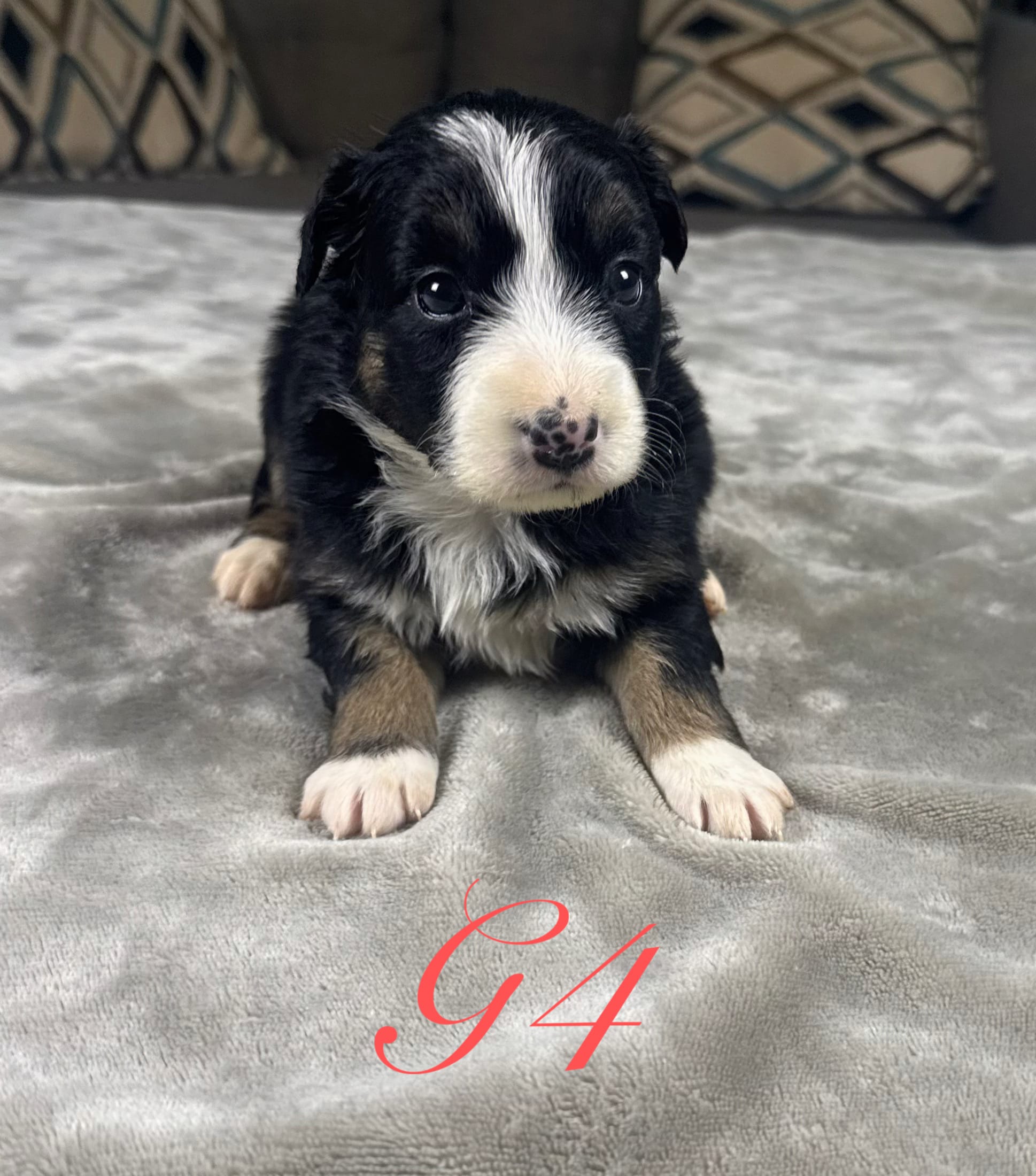 Girl 4 – Australian Shepherd puppy for sale in Salisbury, NC