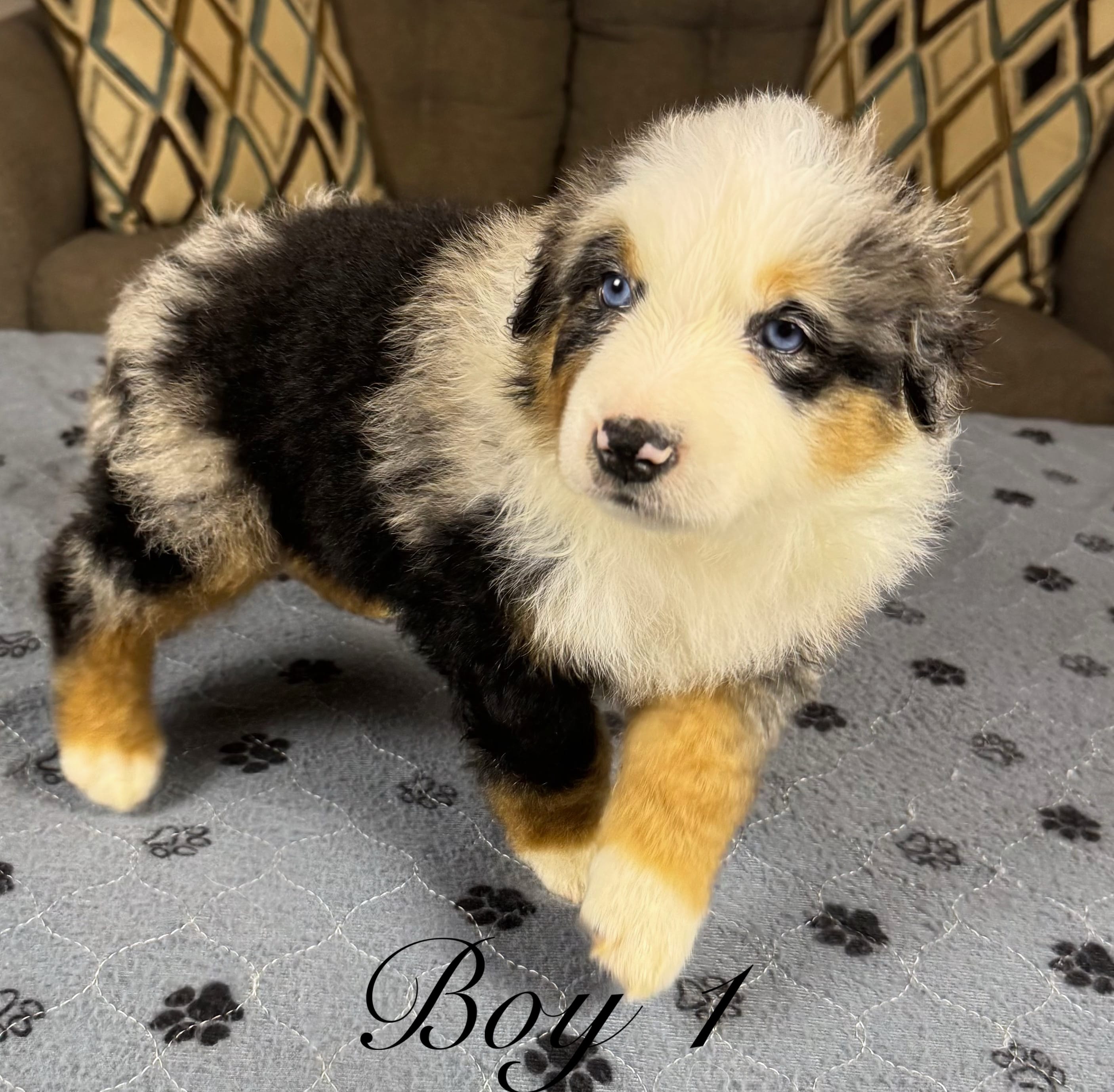 Boy 1 – Australian Shepherd puppy for sale in Salisbury, NC