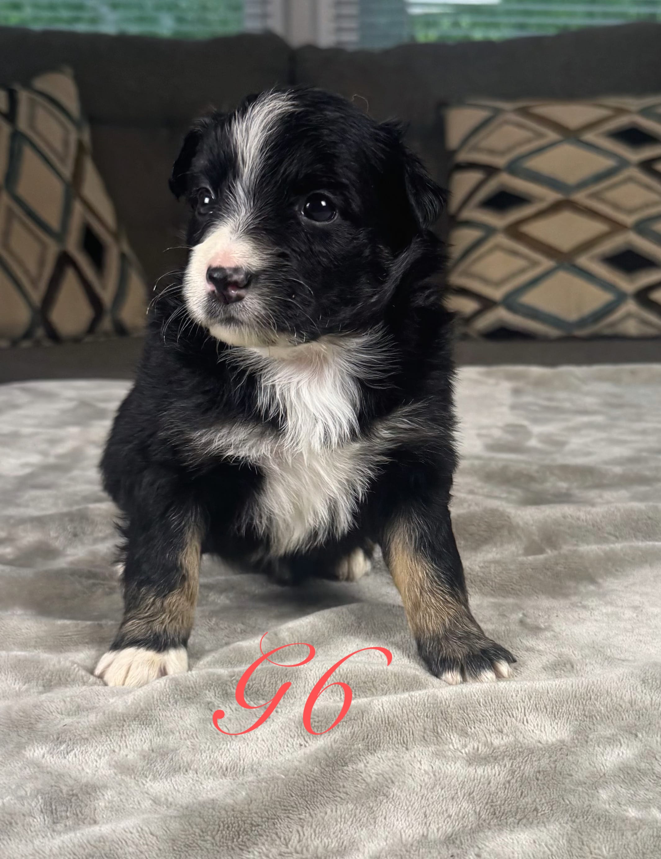 Girl 6 – Australian Shepherd puppy for sale in Salisbury, NC