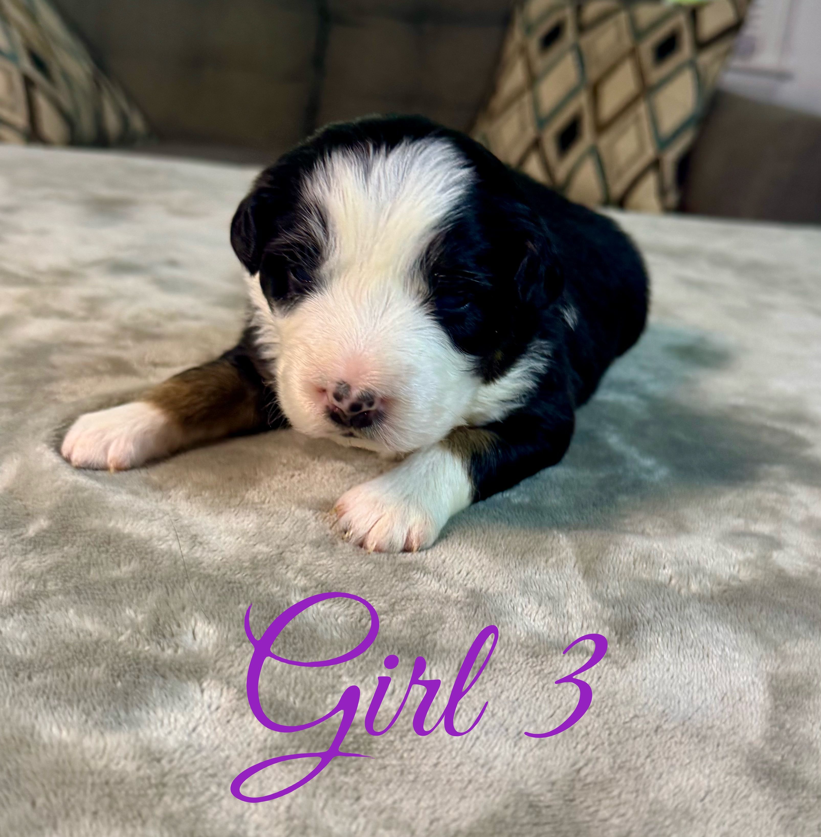 Girl 3 – Australian Shepherd puppy for sale in Salisbury, NC