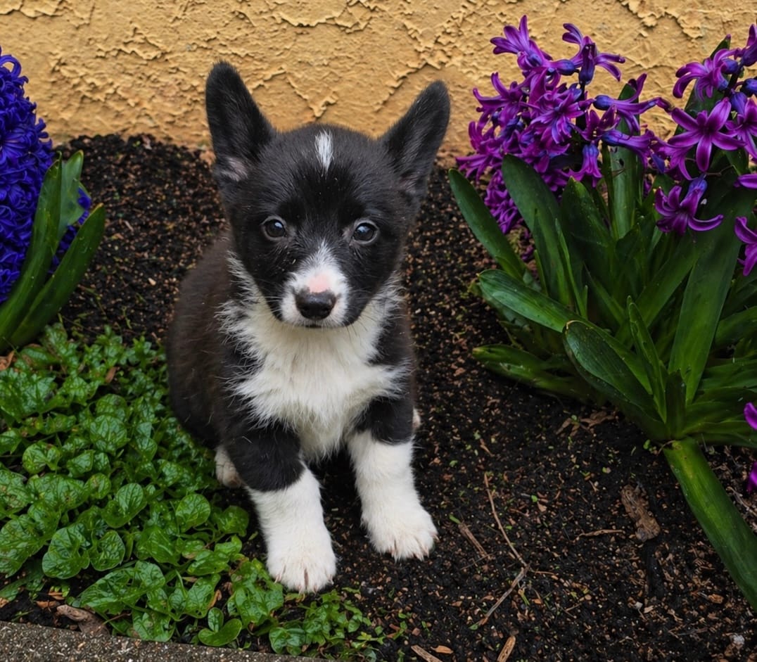 Ella  – Cardigan Welsh Corgi, Pembroke Welsh Corgi puppy for sale in Telford, PA