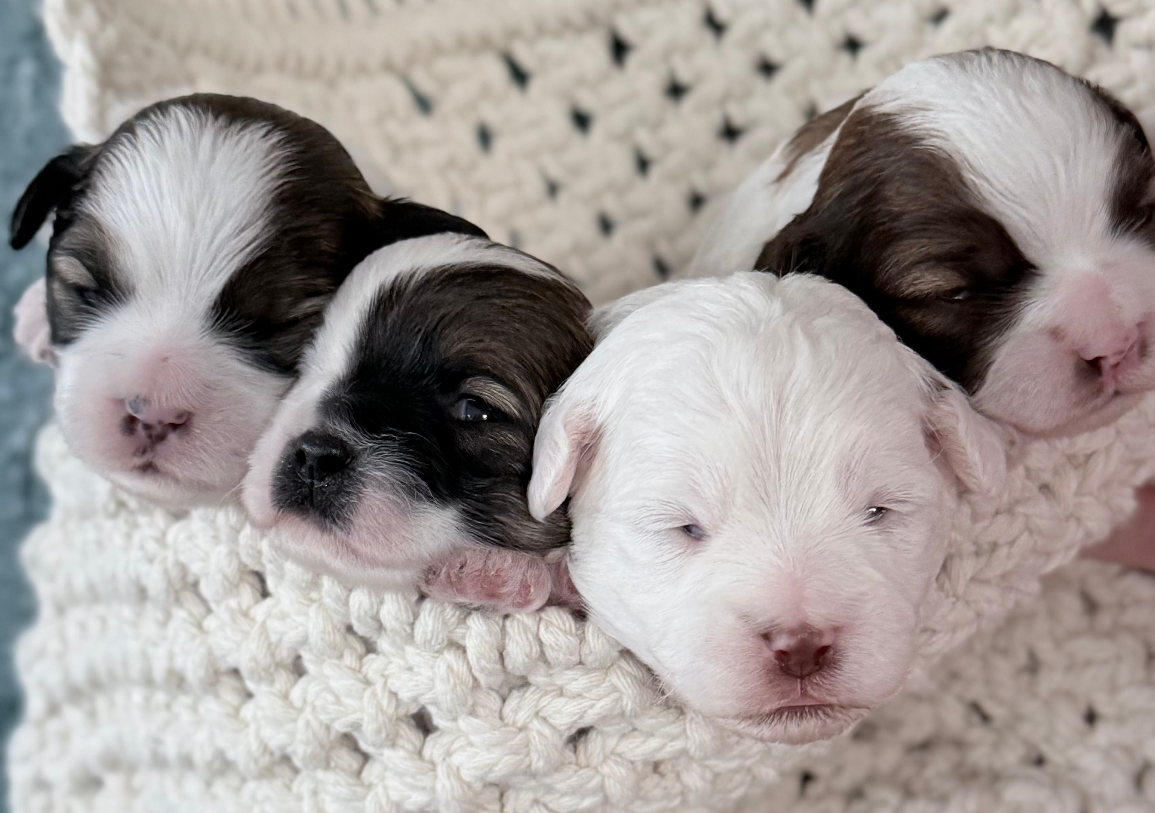 Cooper – Shihpoo puppy for sale in Sebastian, FL