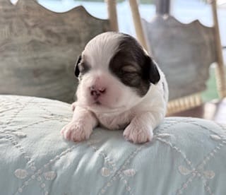 Easton – Shihpoo, Poodle - Toy  puppy for sale in Sebastian, FL