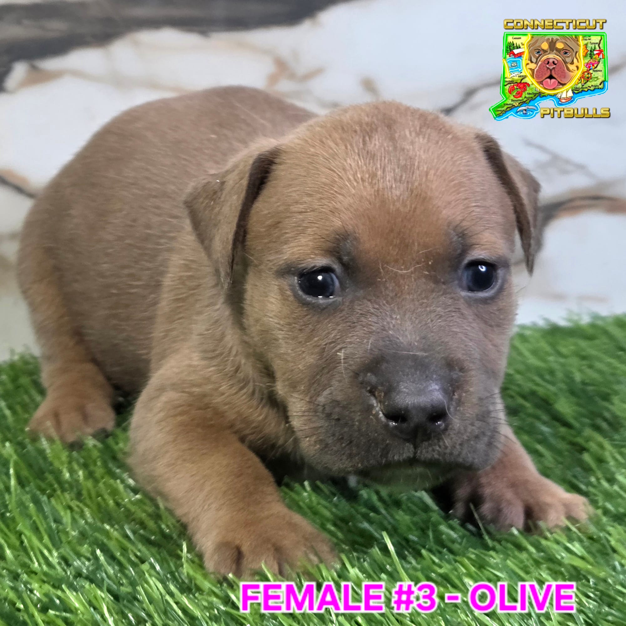 OLIVE – American Bully puppy for sale in Windsor, CT
