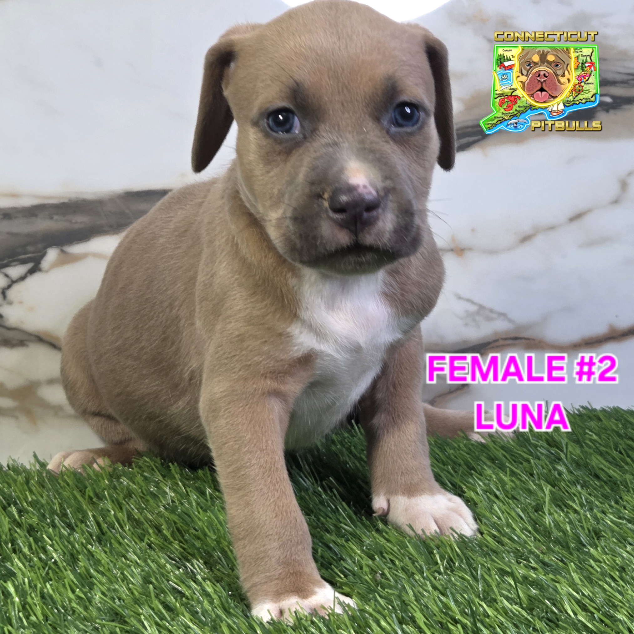 LUNA – American Bully puppy for sale in Windsor, CT