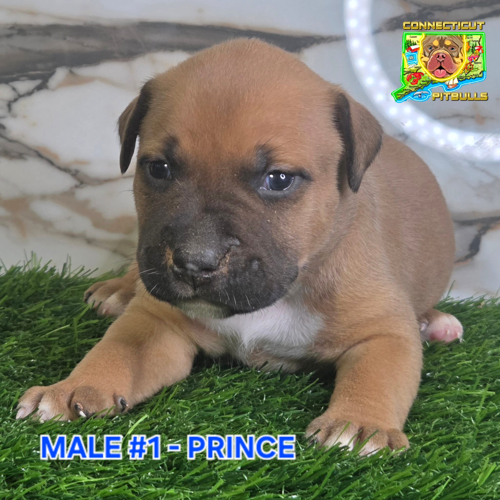 PRINCE – American Bully puppy for sale in Windsor, CT