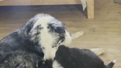 Cubby, a male Australian Shepherd for sale in Bowler, WI – 4 of 9