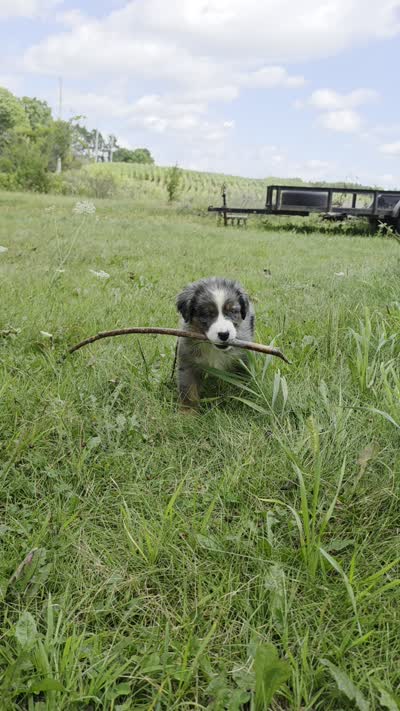 BMM1, a male Australian Shepherd for sale in Bowler, WI – 2 of 7