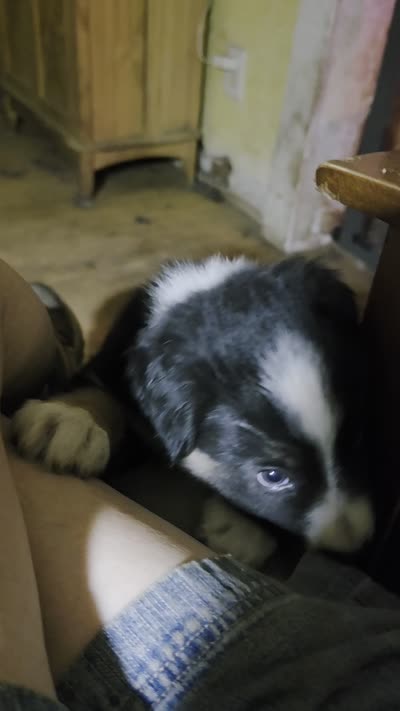 Cubby, a male Australian Shepherd for sale in Bowler, WI – 2 of 9