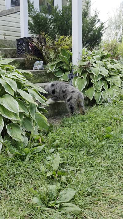 BMM2, a male Australian Shepherd for sale in Bowler, WI – 2 of 7