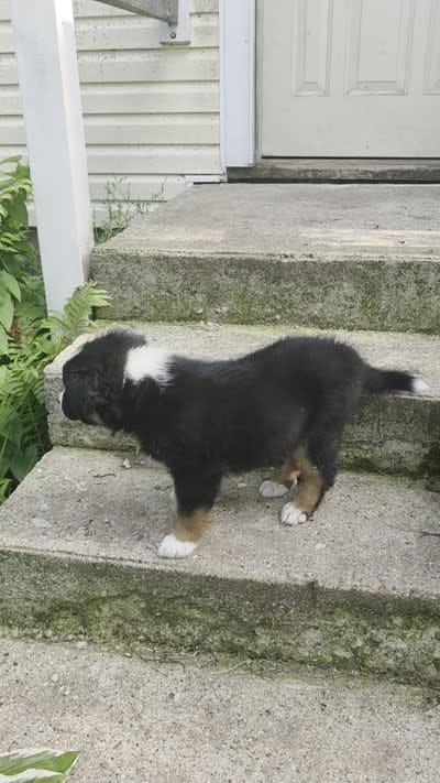 Cubby, a male Australian Shepherd for sale in Bowler, WI – 6 of 9