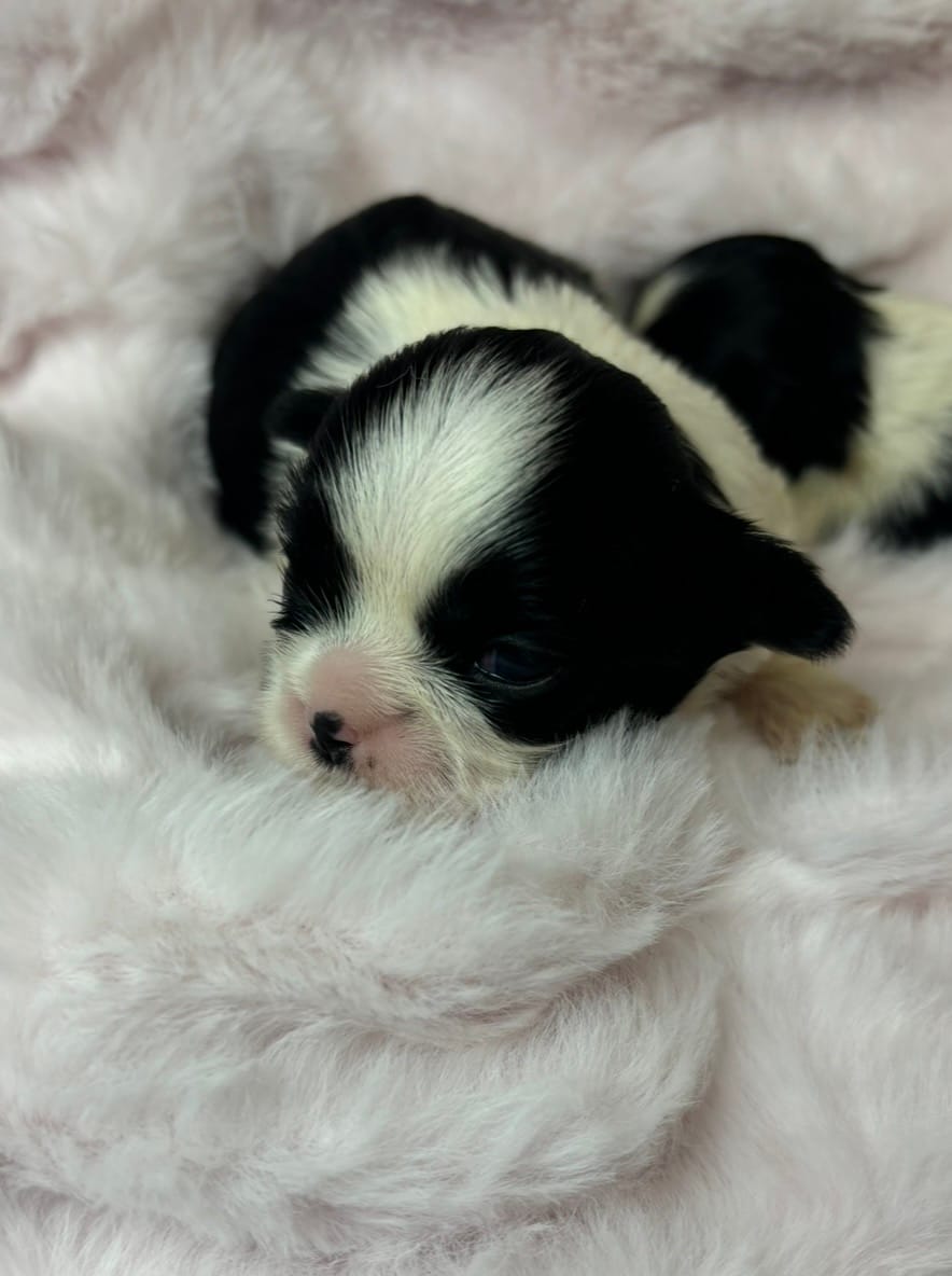Luna  – Shih Tzu puppy for sale in Huntington Beach, CA