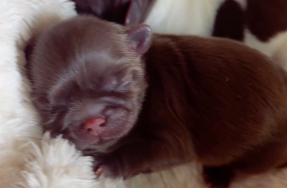 Coco – Shih Tzu puppy for sale in Huntington Beach, CA