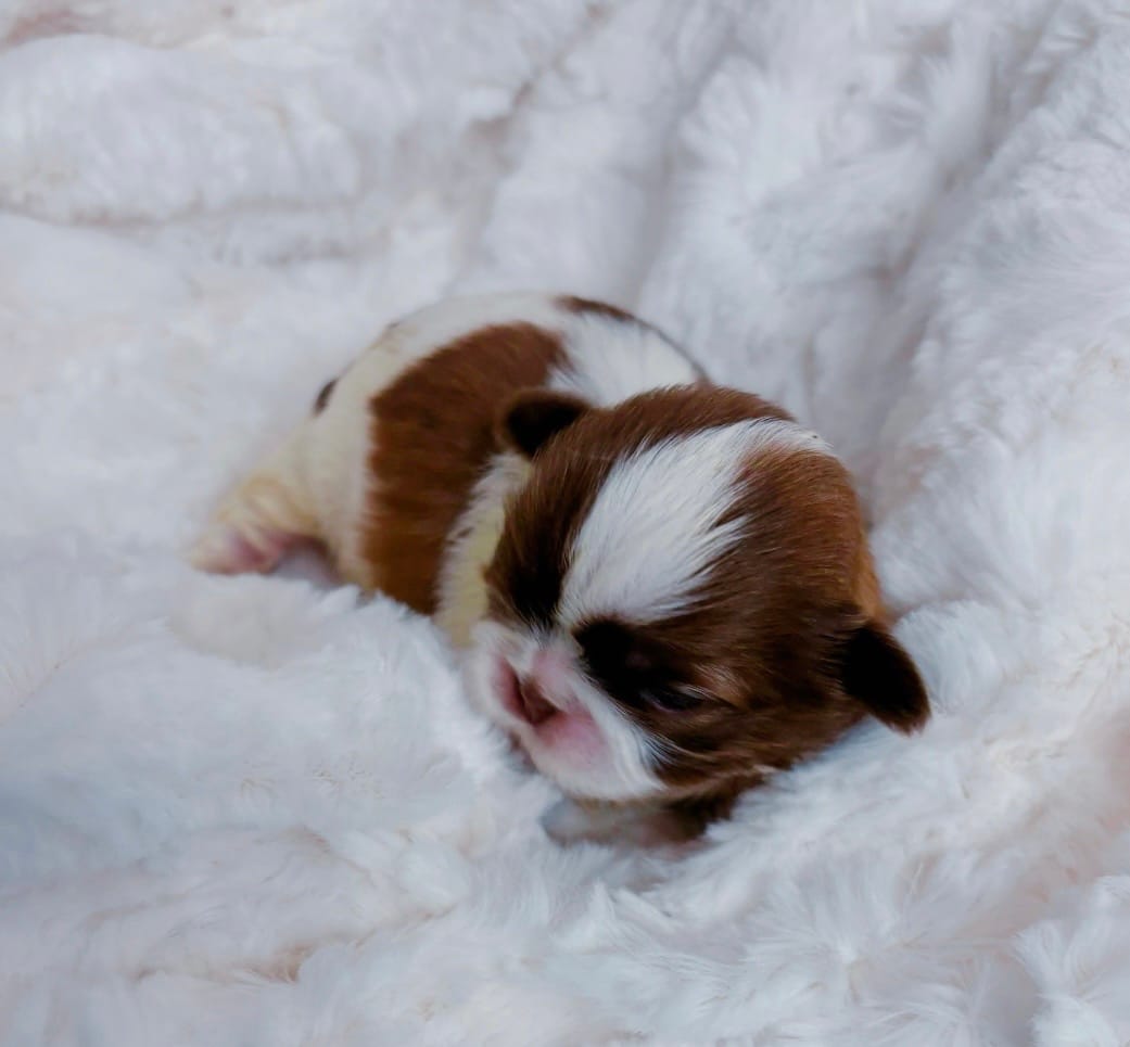 Chance – Shih Tzu puppy for sale in Huntington Beach, CA