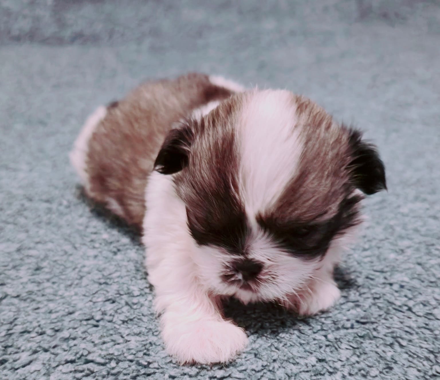 Dream – Shih Tzu puppy for sale in Huntington Beach, CA