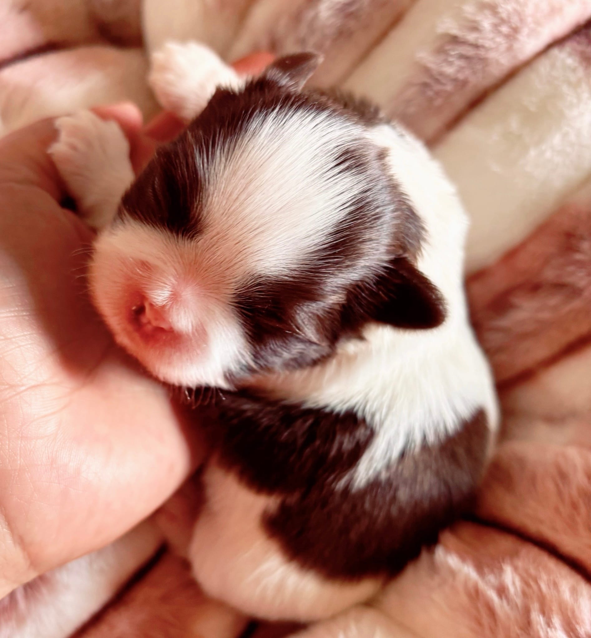 Chance – Shih Tzu puppy for sale in Huntington Beach, CA