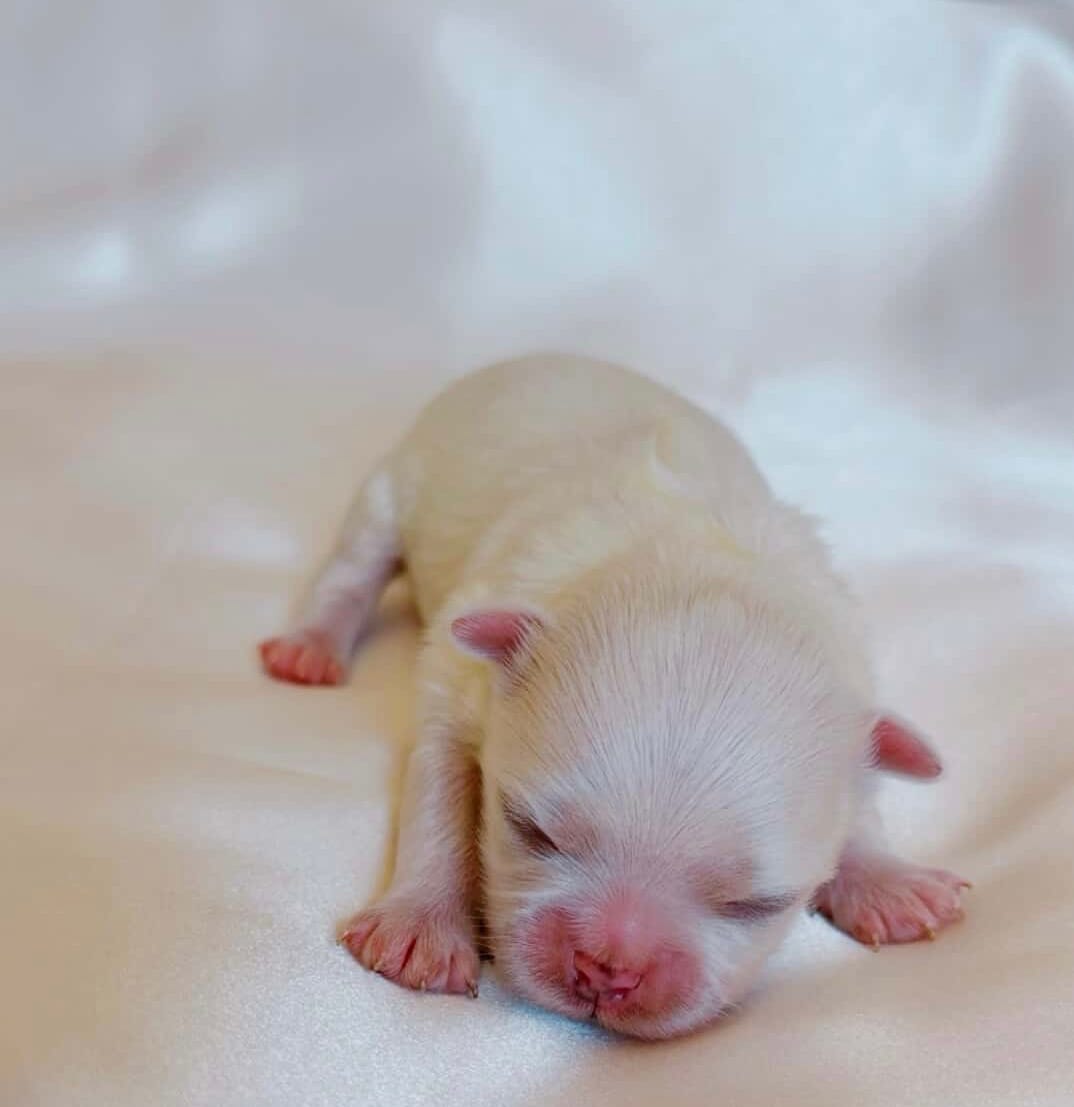 Muffin – Maltese puppy for sale in Huntington Beach, CA