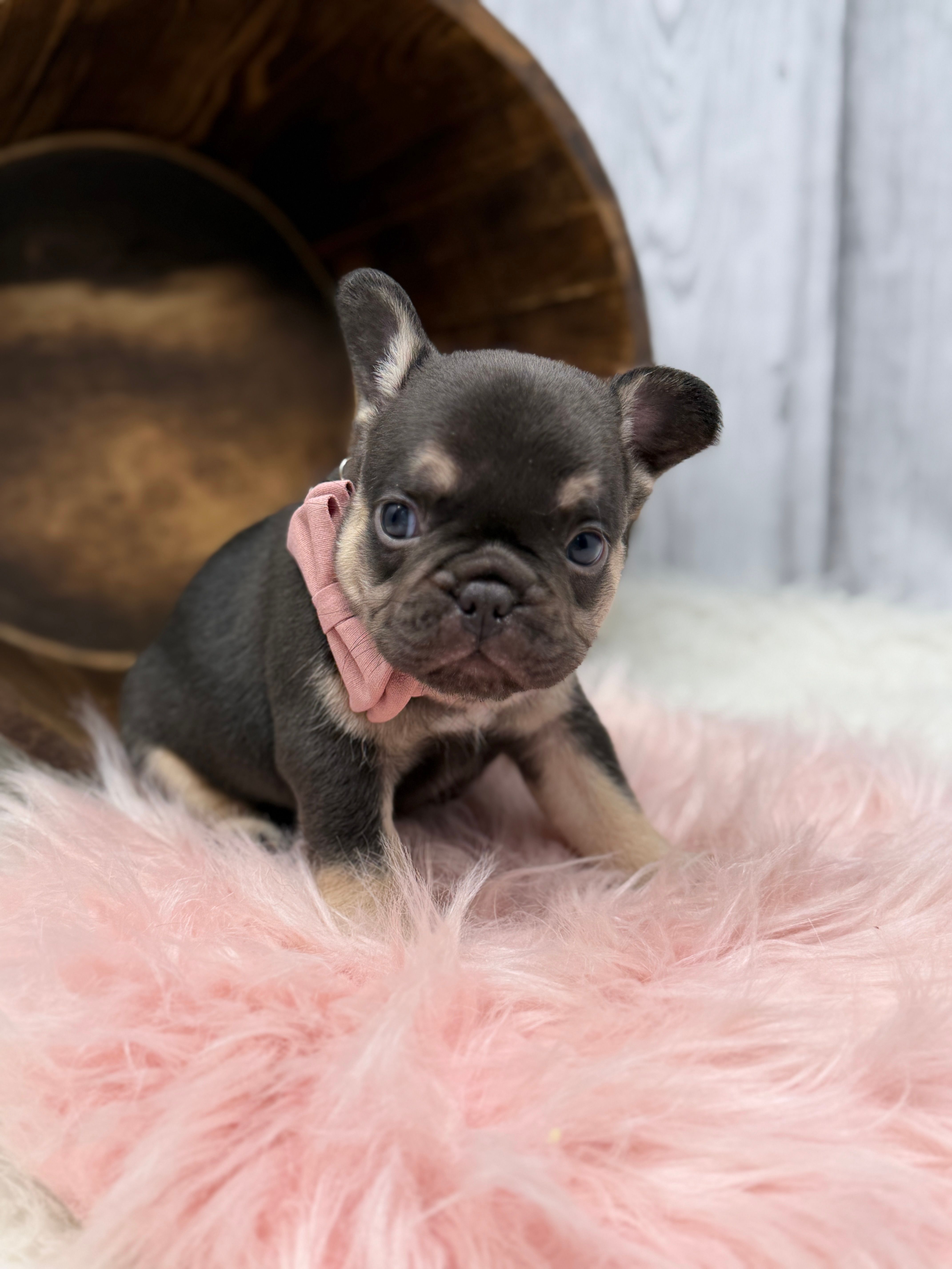 Nova  – French Bulldog puppy for sale in Barney, GA