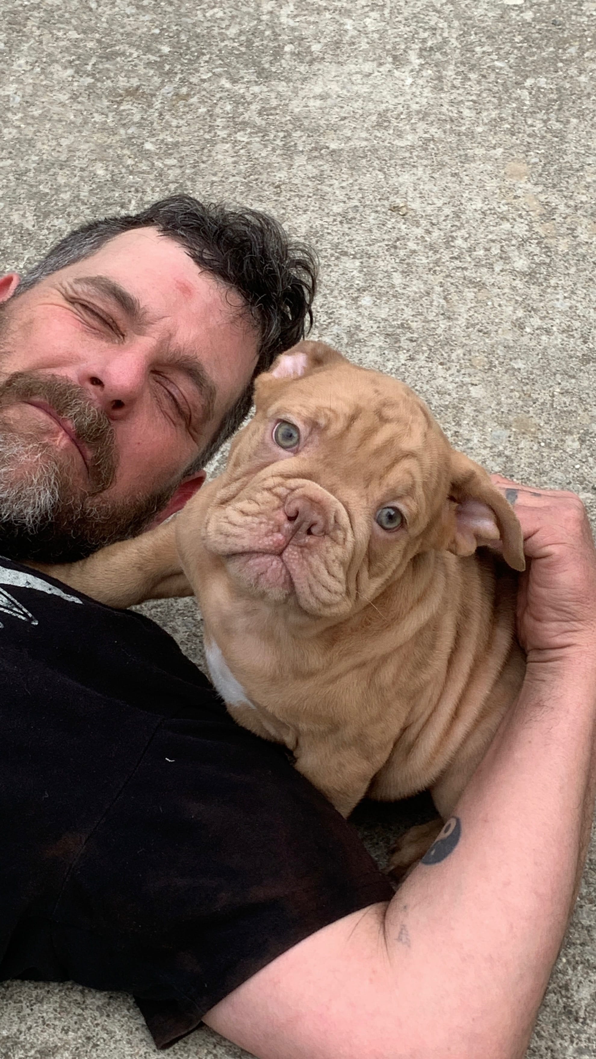 AXEL Outstanding Bloodlines – English Bulldog, Olde English Bulldogge puppy for sale in Barbourville, KY