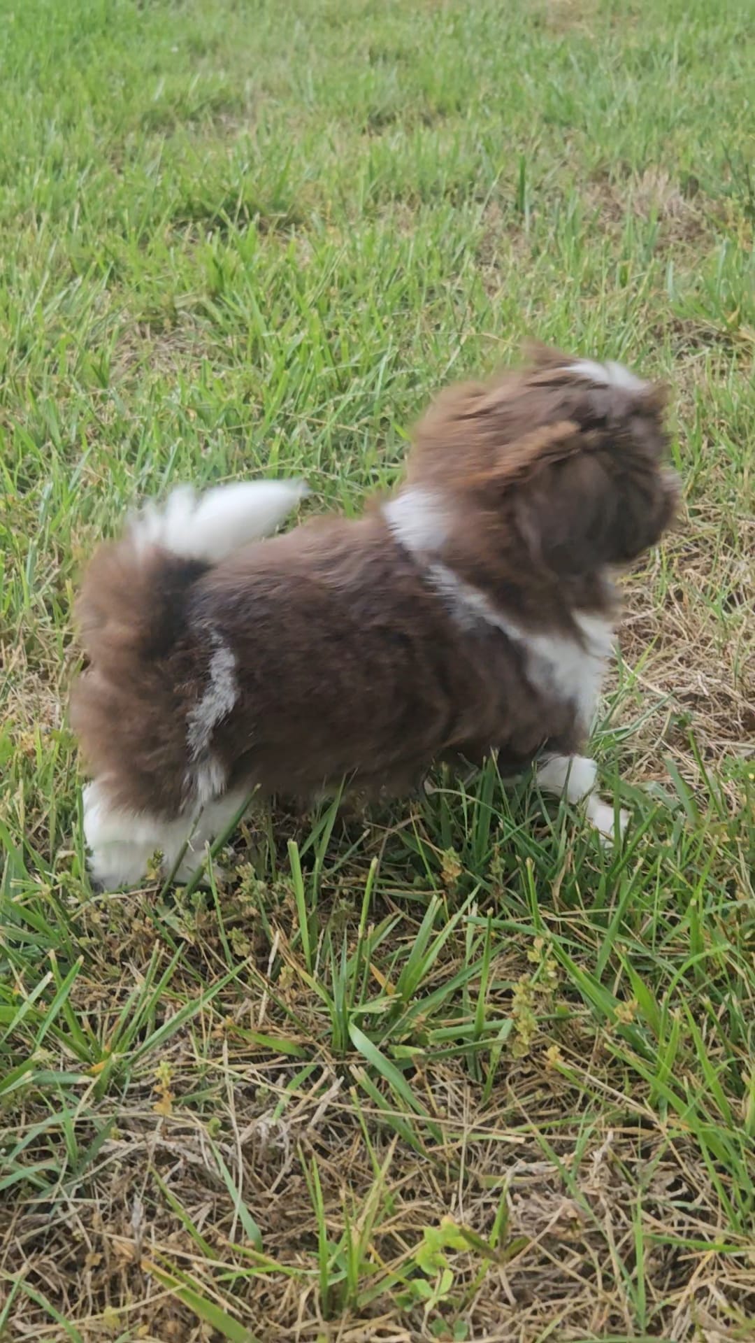 Neo – Shih Tzu puppy for sale in Asheboro, NC