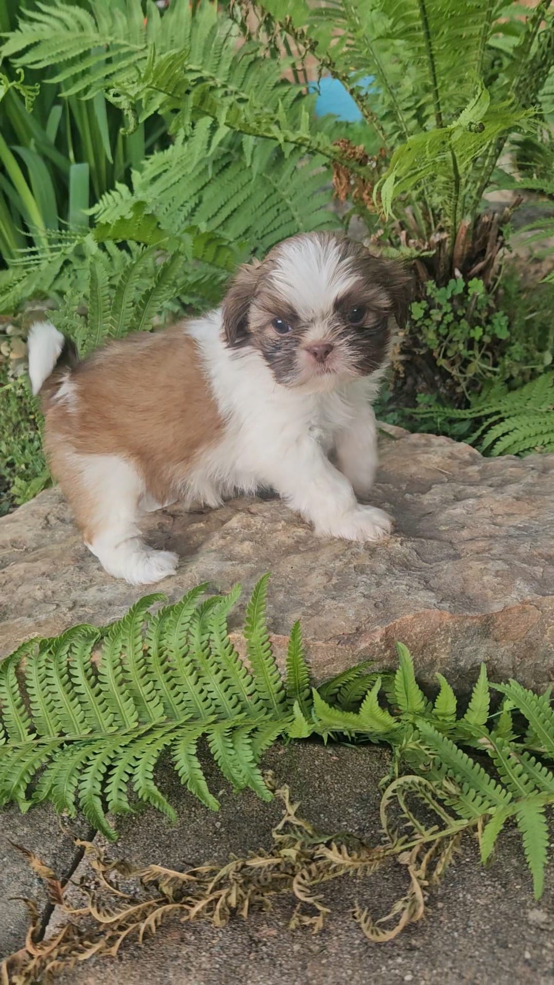 Tink – Shih Tzu puppy for sale in Asheboro, NC