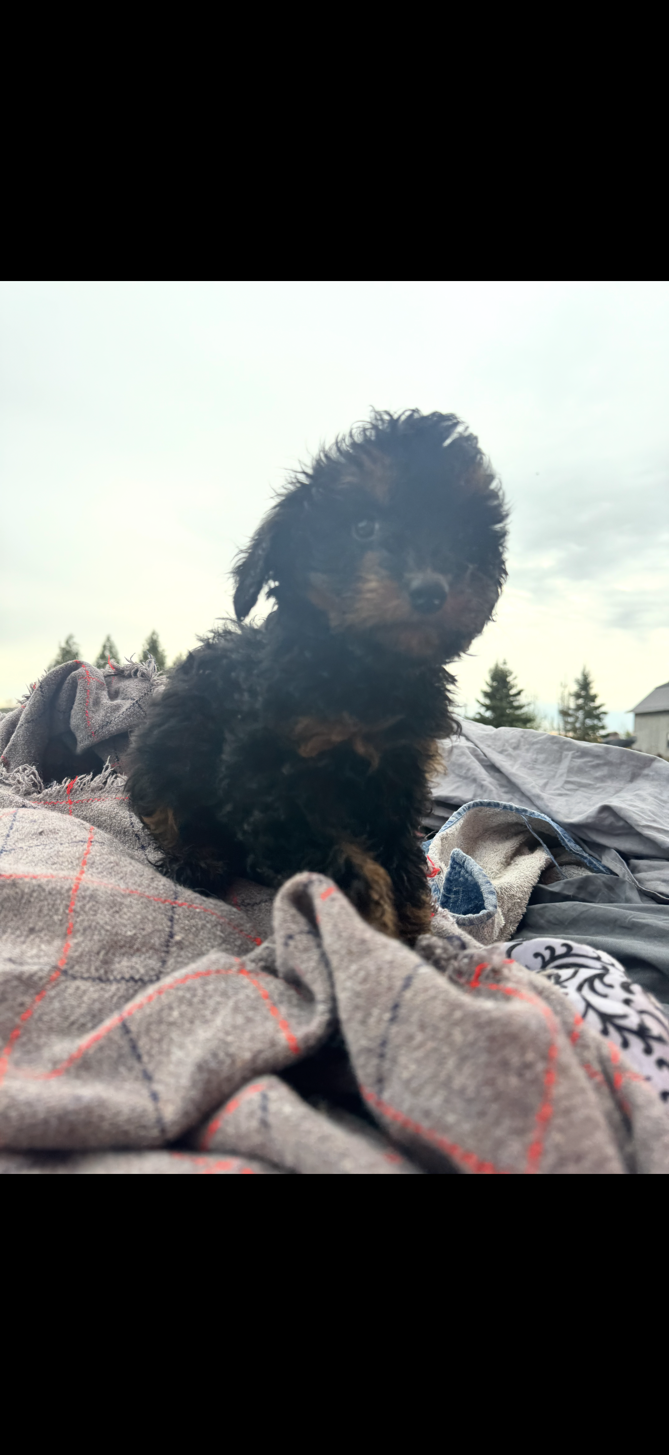 Pearl  – Cavapoo puppy for sale in Minneapolis, MN