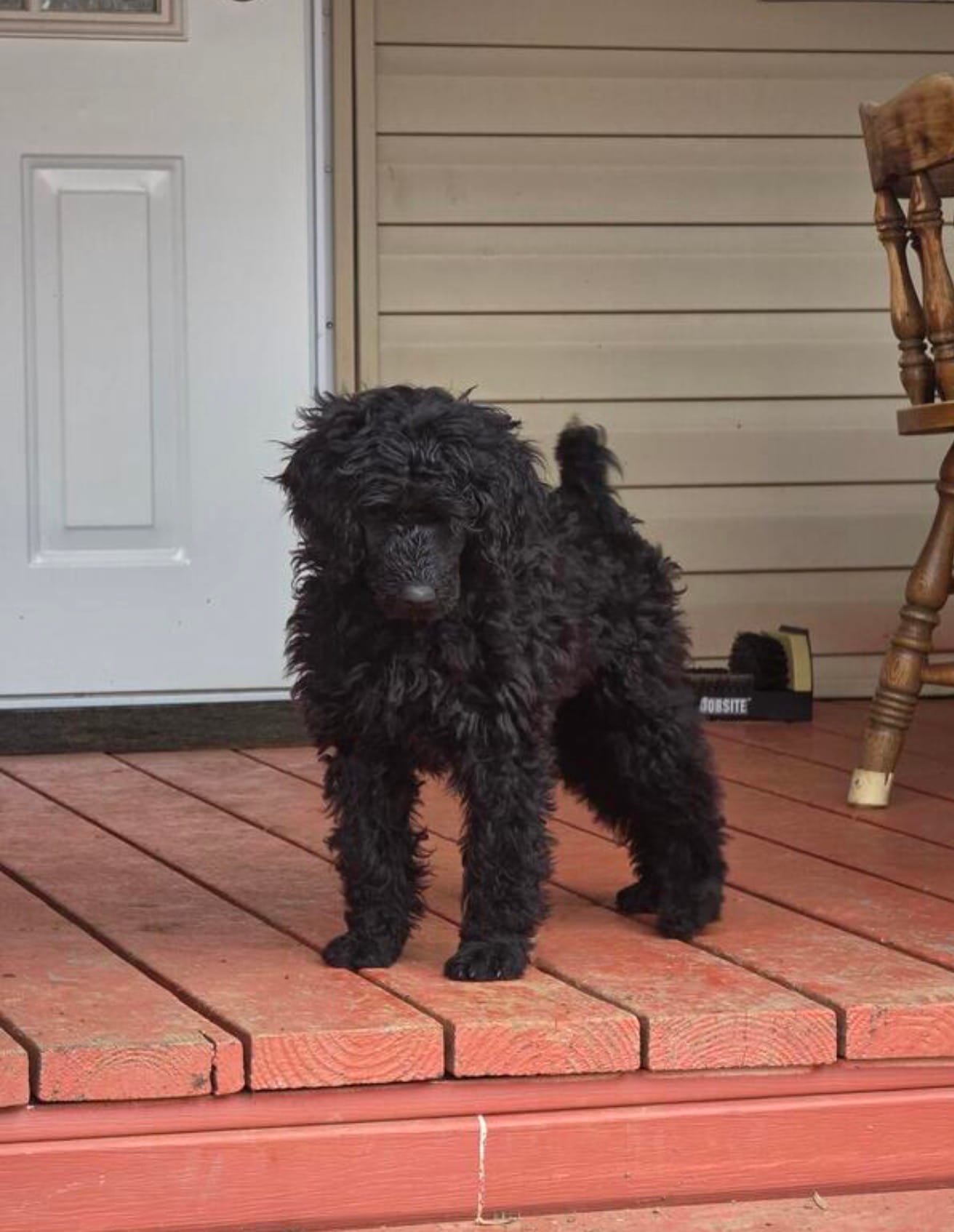 Pinto bean  – Poodle - Miniature  puppy for sale in Minneapolis, MN