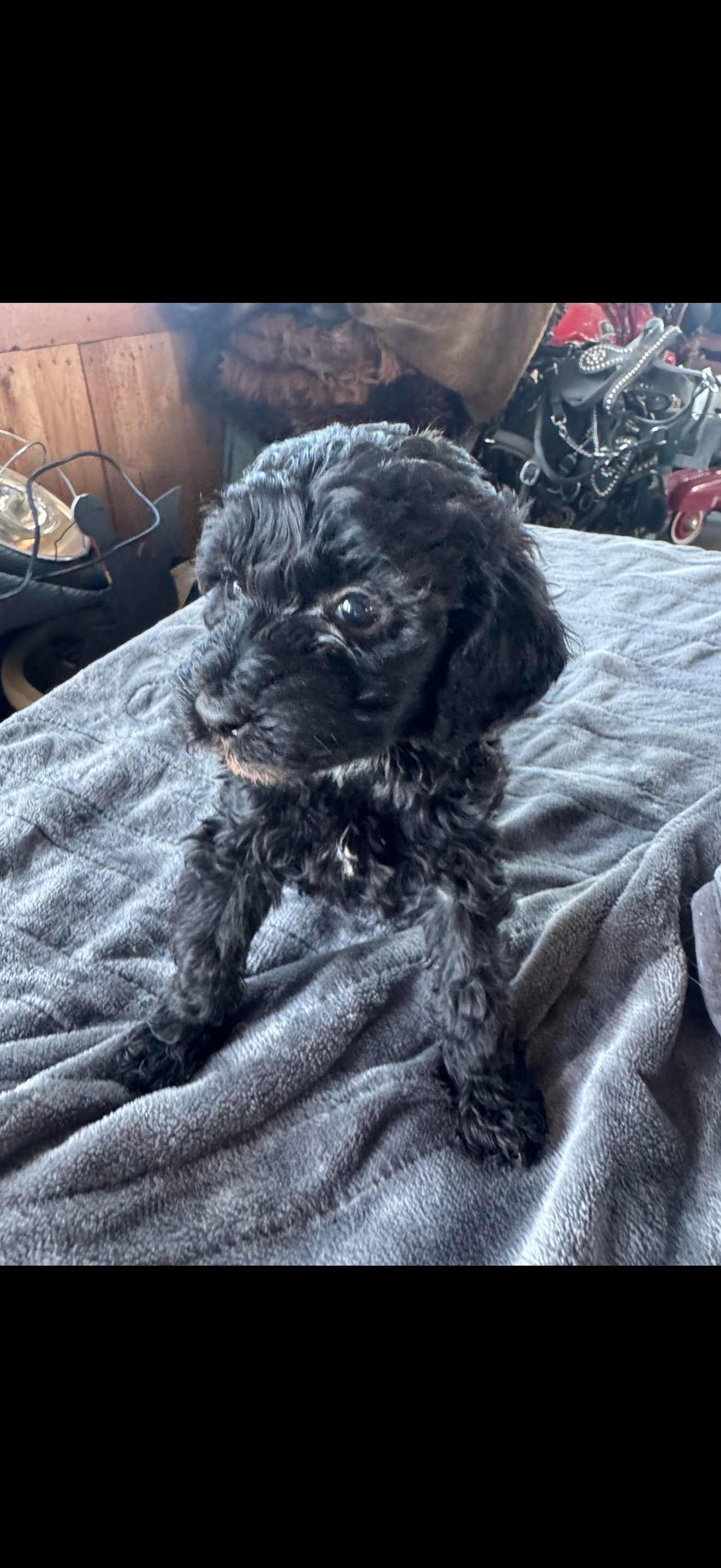 Kingsley  – Cavapoo puppy for sale in Minneapolis, MN