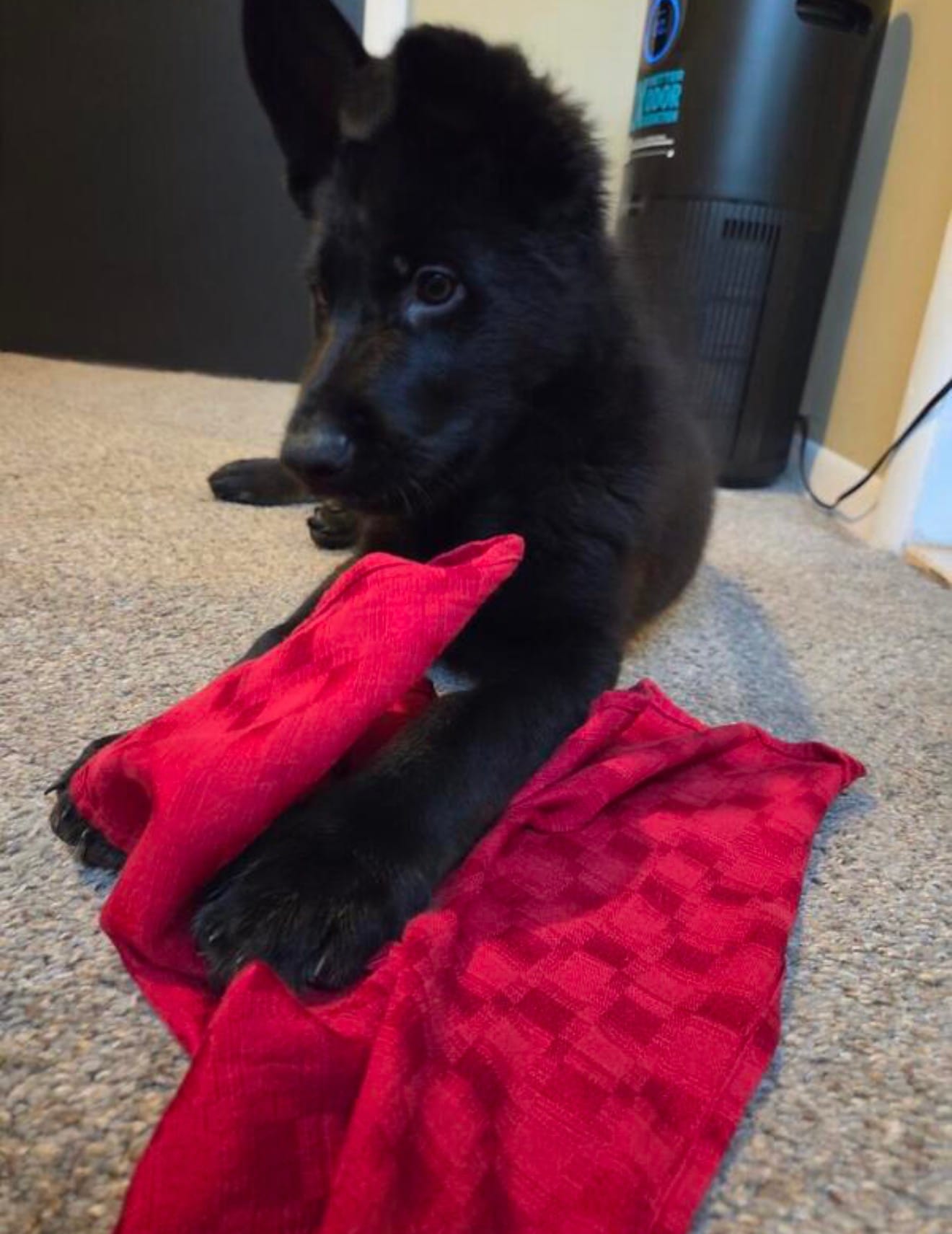 cairo  – German Shepherd Dog puppy for sale in Minneapolis, MN