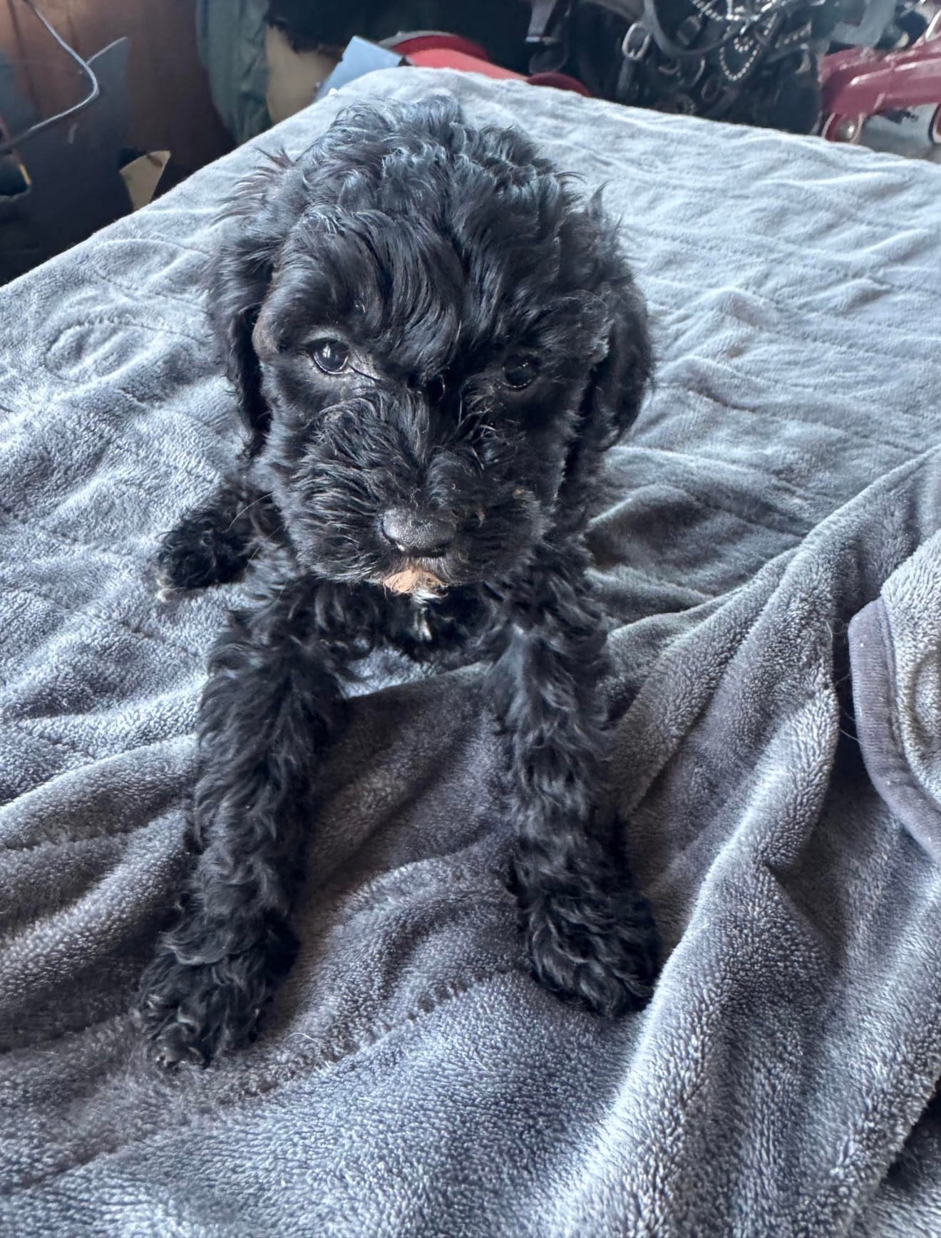 Kinsley  – Cavapoo puppy for sale in Minneapolis, MN