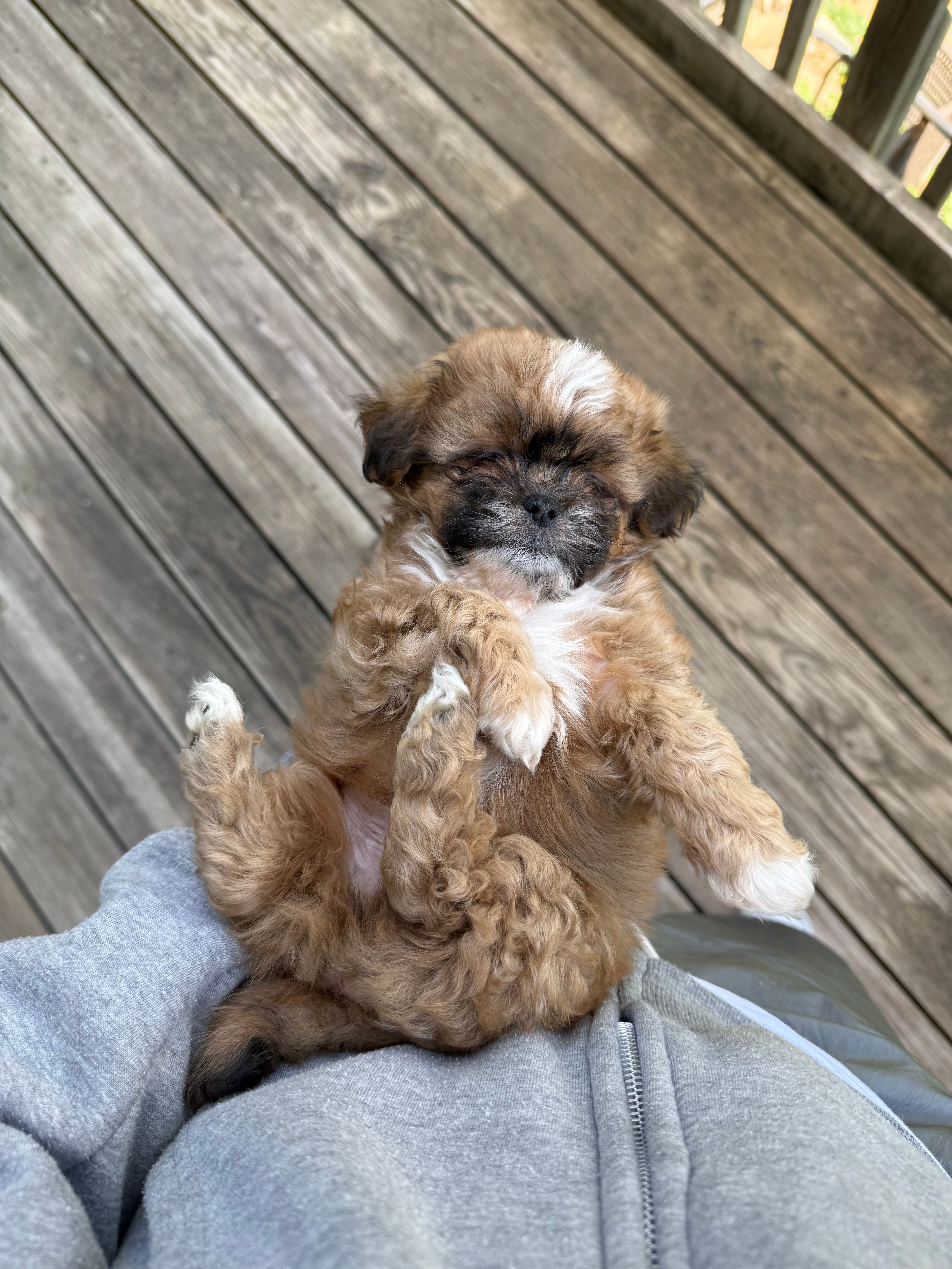 Ryder  – Shih Tzu puppy for sale in Minneapolis, MN