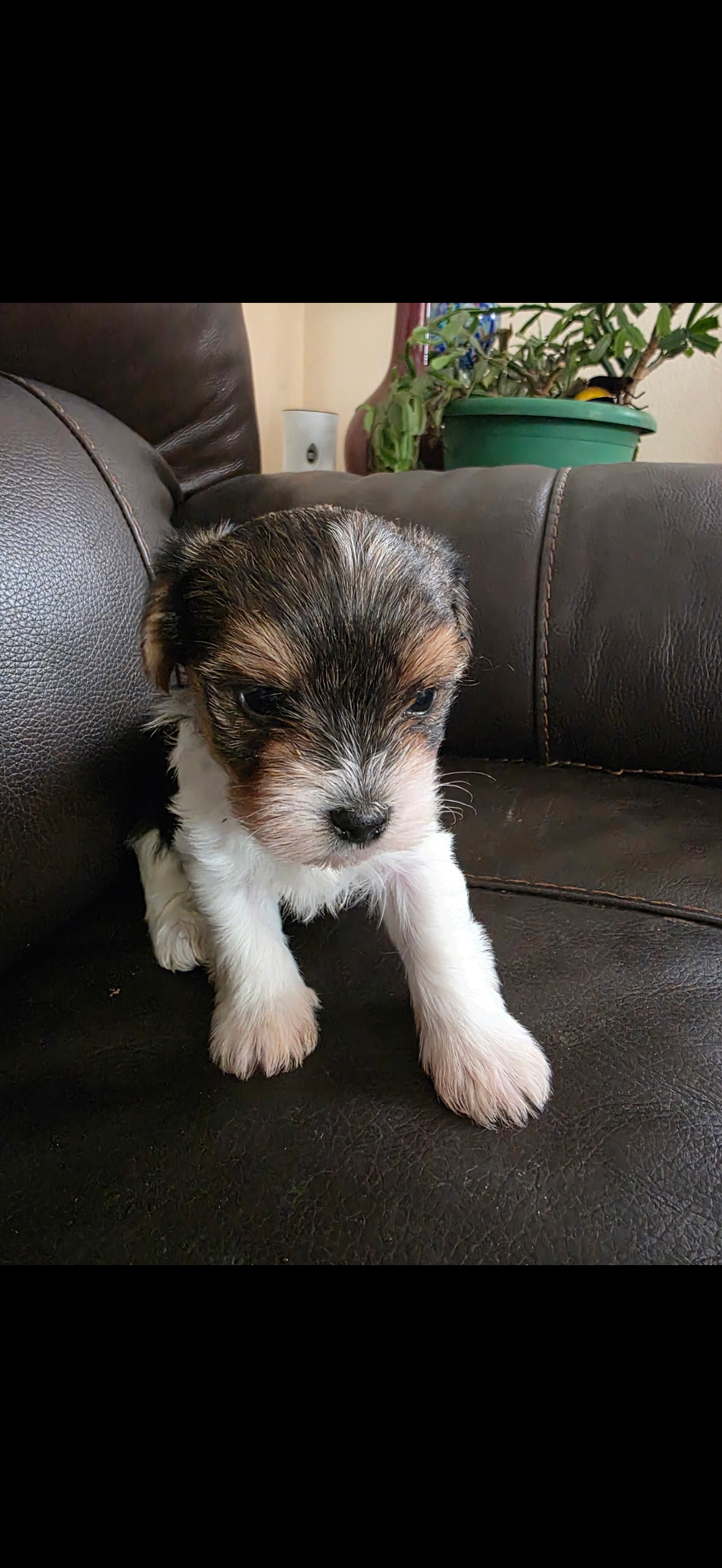 tono  – Yorkshire Terrier puppy for sale in Minneapolis, MN