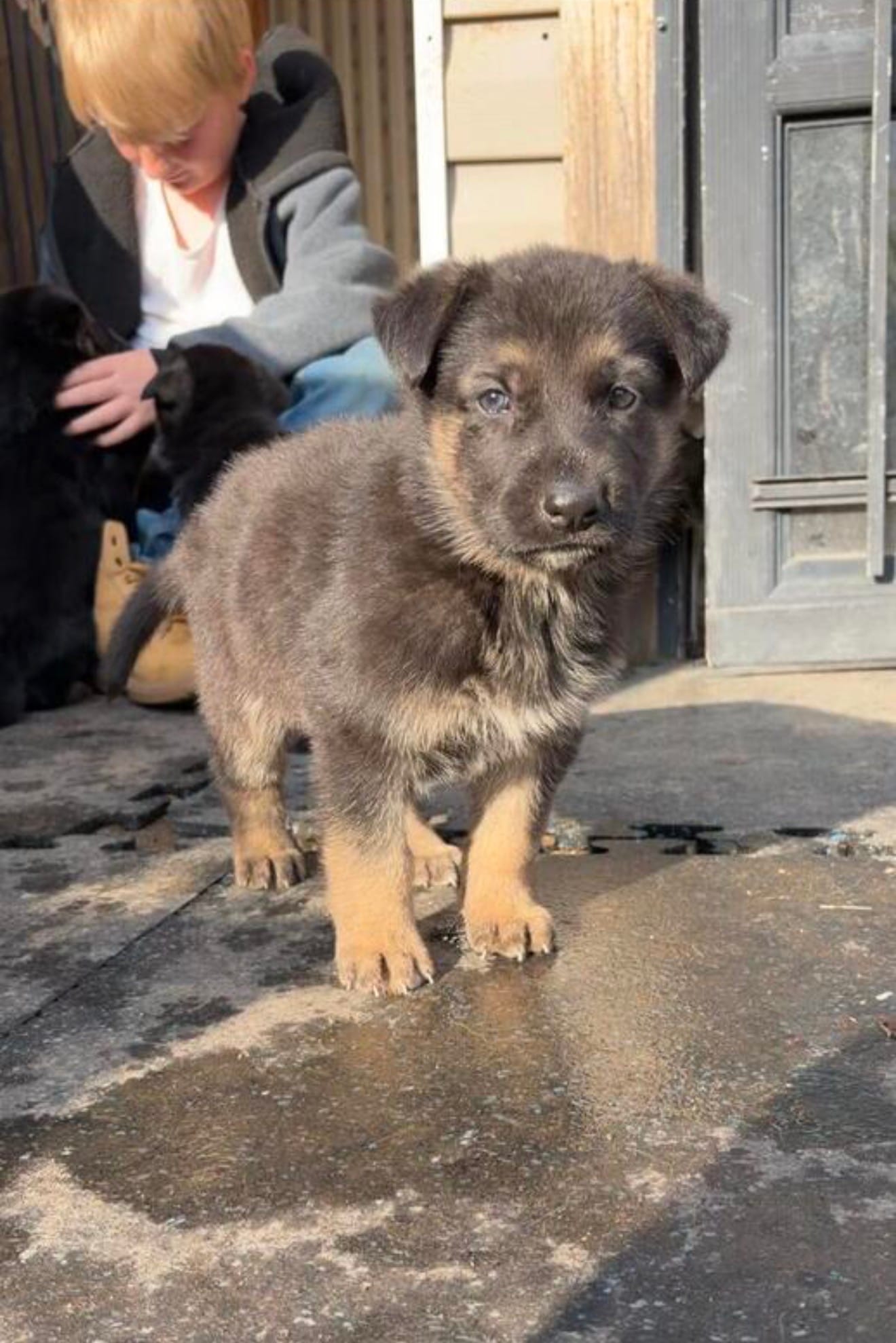 Chop  – German Shepherd Dog puppy for sale in Minneapolis, MN