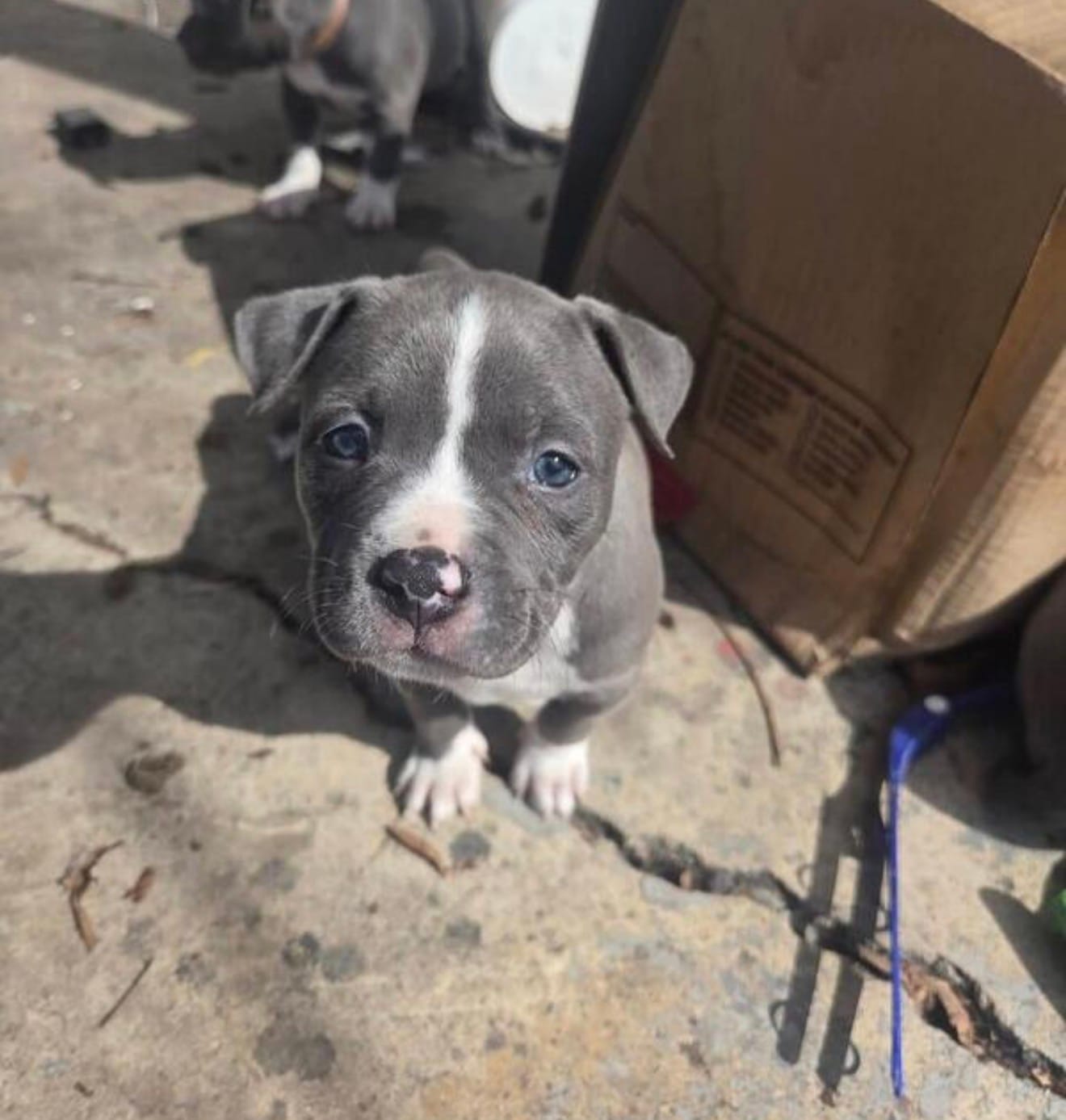 Cairo  – American Pit Bull Terrier puppy for sale in Minneapolis, MN