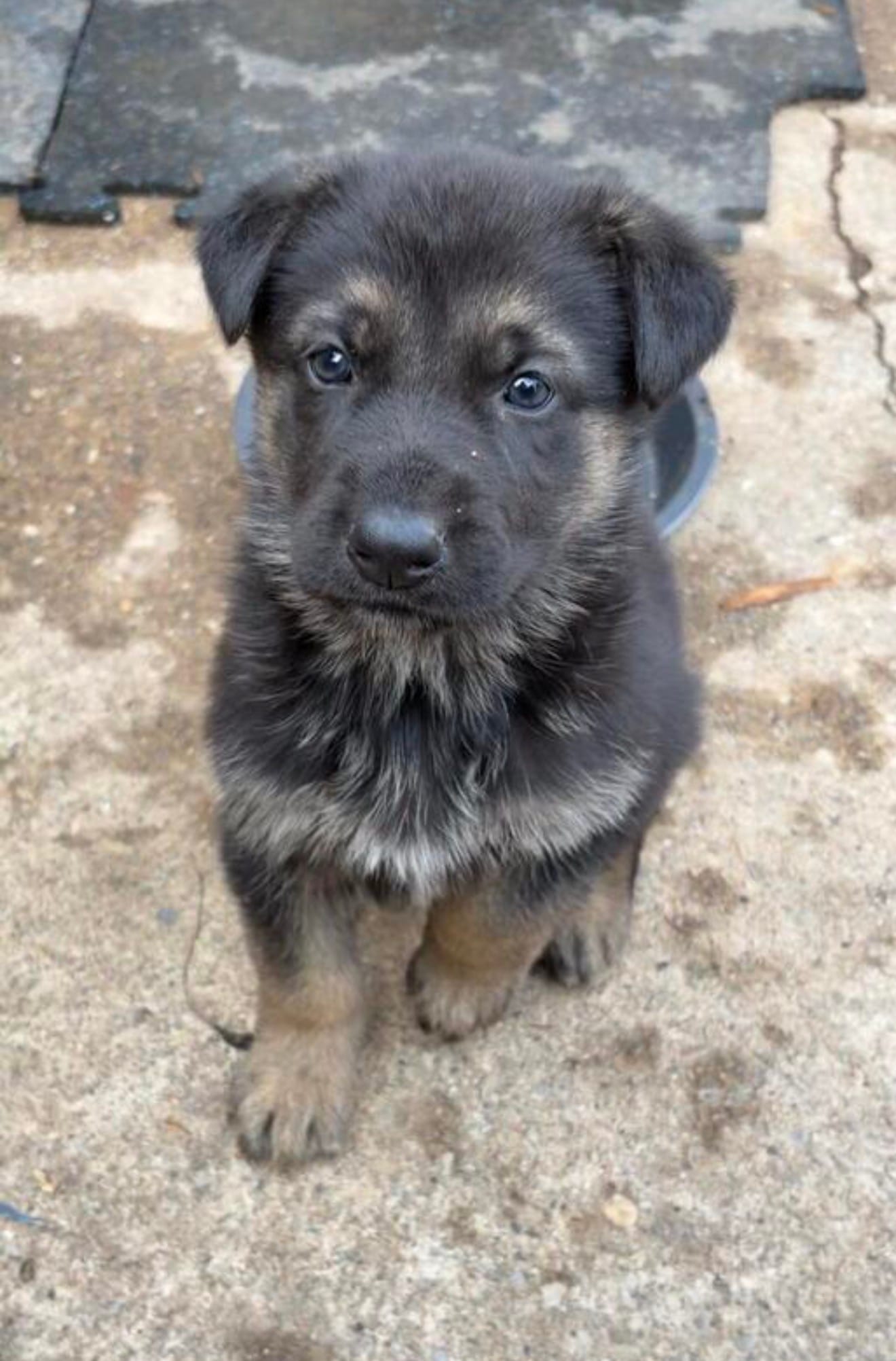 Reign  – German Shepherd Dog puppy for sale in Minneapolis, MN