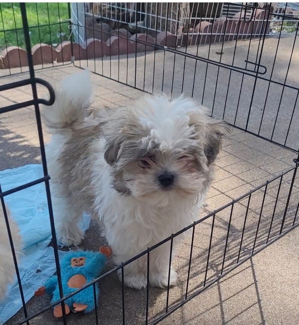 Mister Pete  – Morkie puppy for sale in Minneapolis, MN