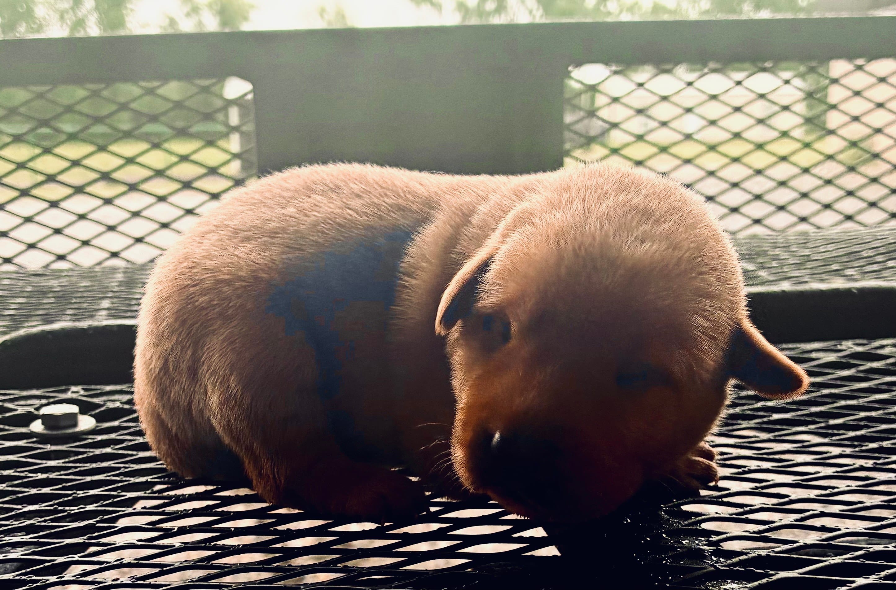 Biscuit – Labrador Retriever puppy for sale in Opelousas, LA