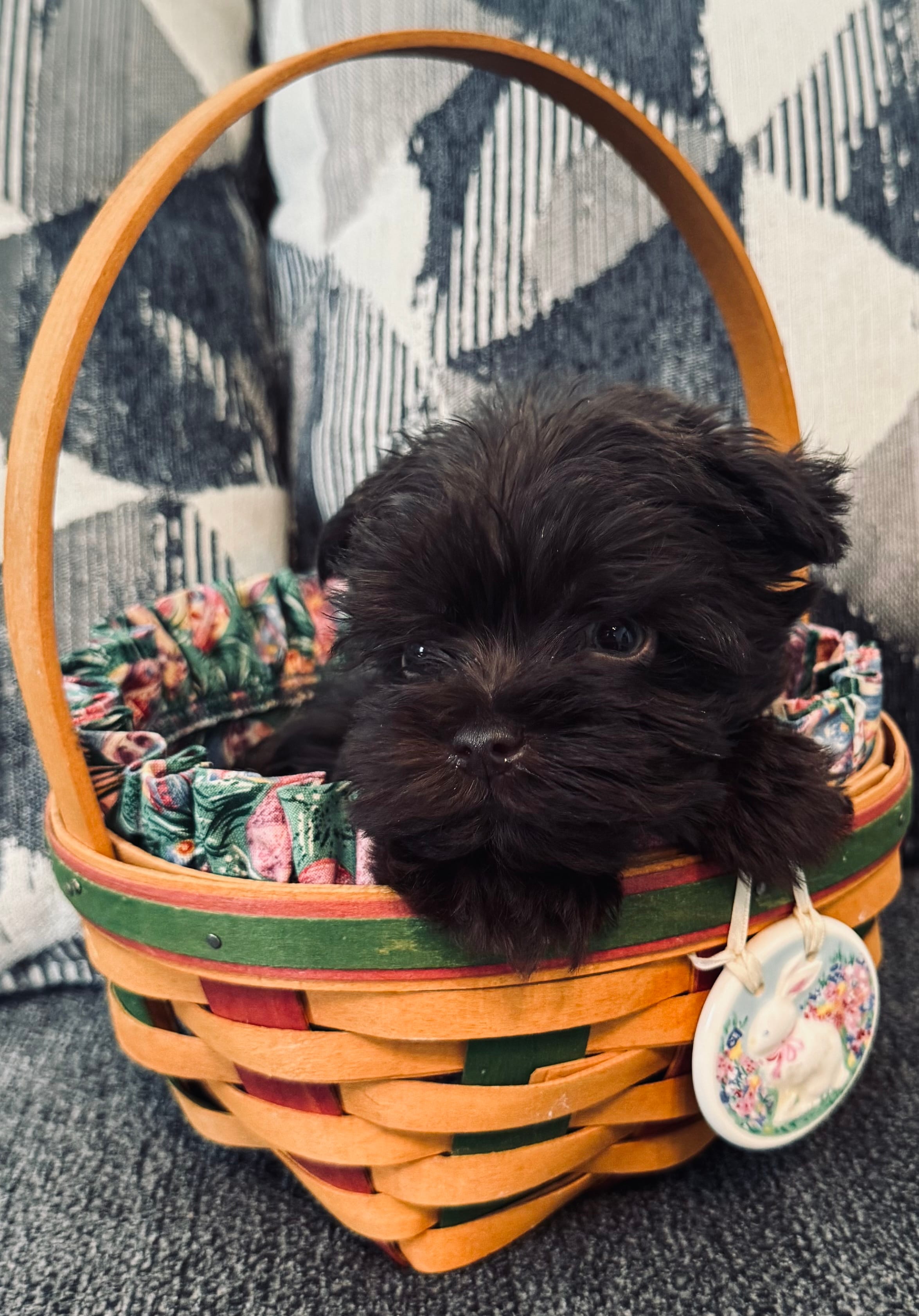 Teddy – Miniature Schnauzer puppy for sale in Bakersfield, CA