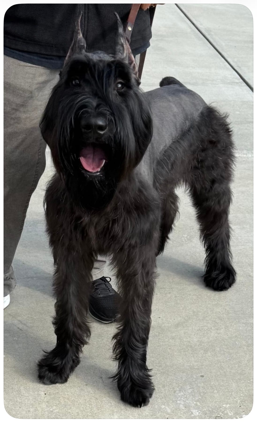 Claire – Giant Schnauzer puppy for sale in Bakersfield, CA