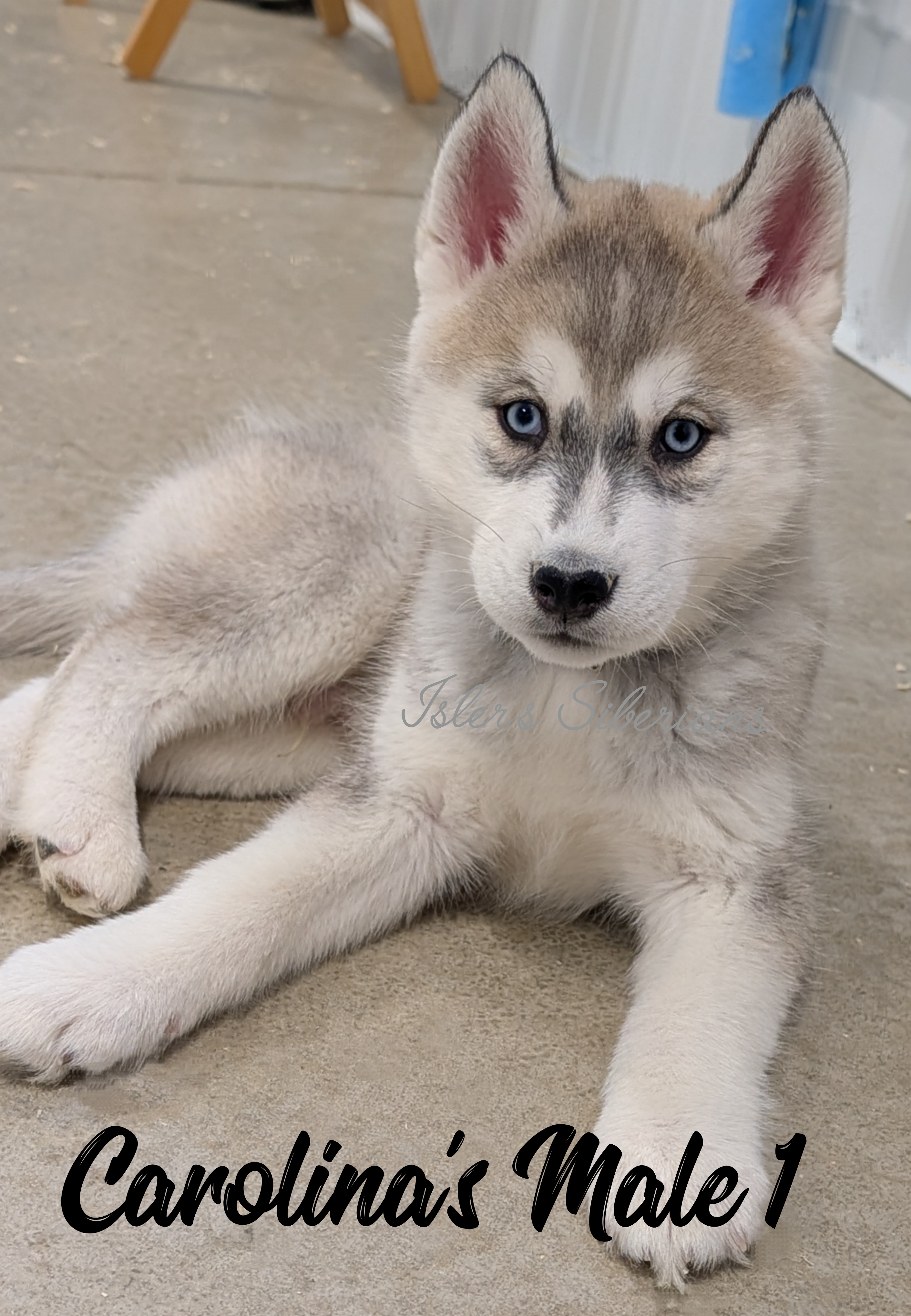 Ariah's Male 1 – Siberian Husky puppy for sale in Prospect, OH