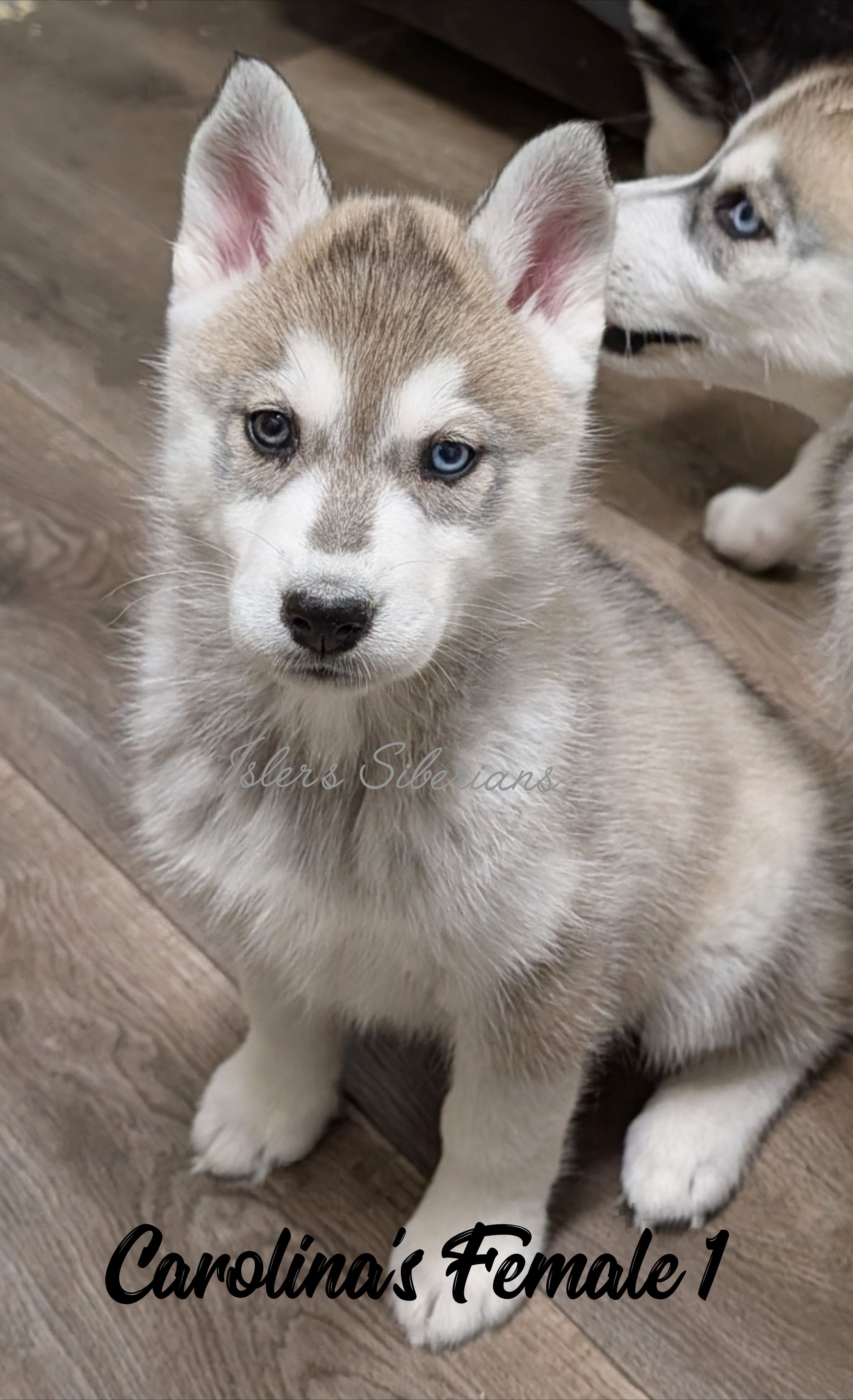 Carolina's Female 1 – Siberian Husky puppy for sale in Prospect, OH