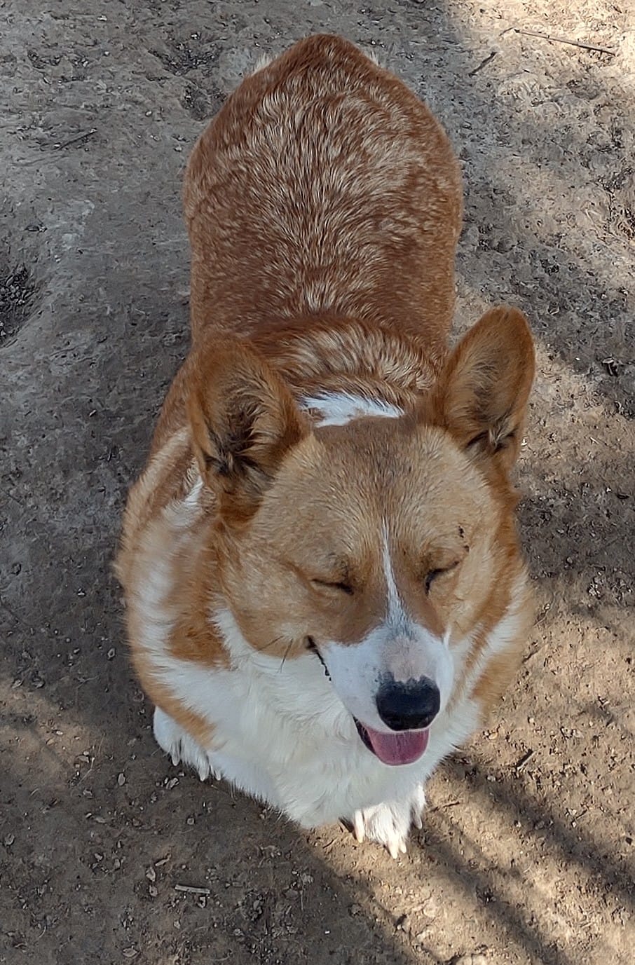 Sally AKC – Pembroke Welsh Corgi puppy for sale in Sumner, TX