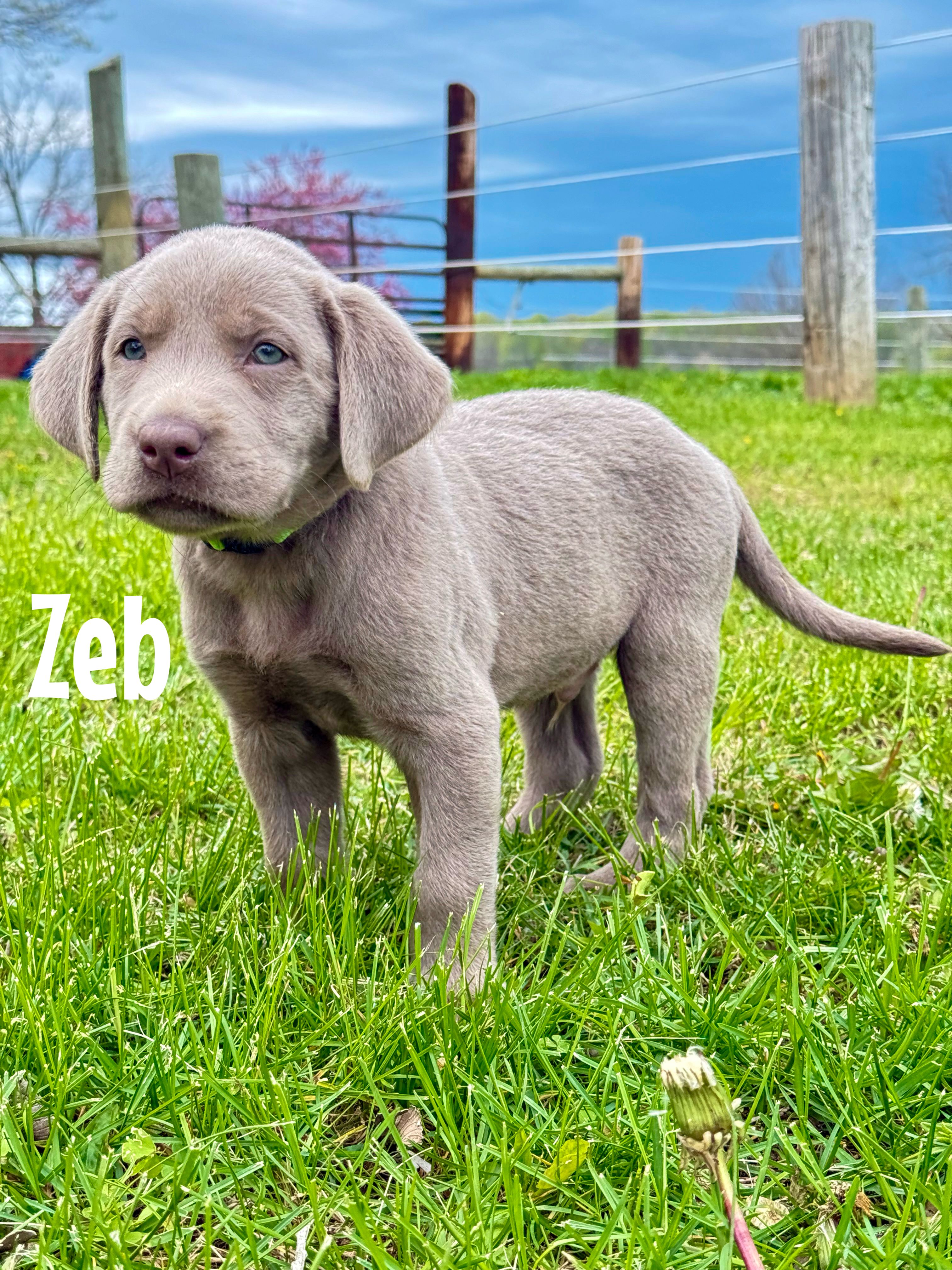 Zeb – Labrador Retriever puppy for sale in Columbia City, IN