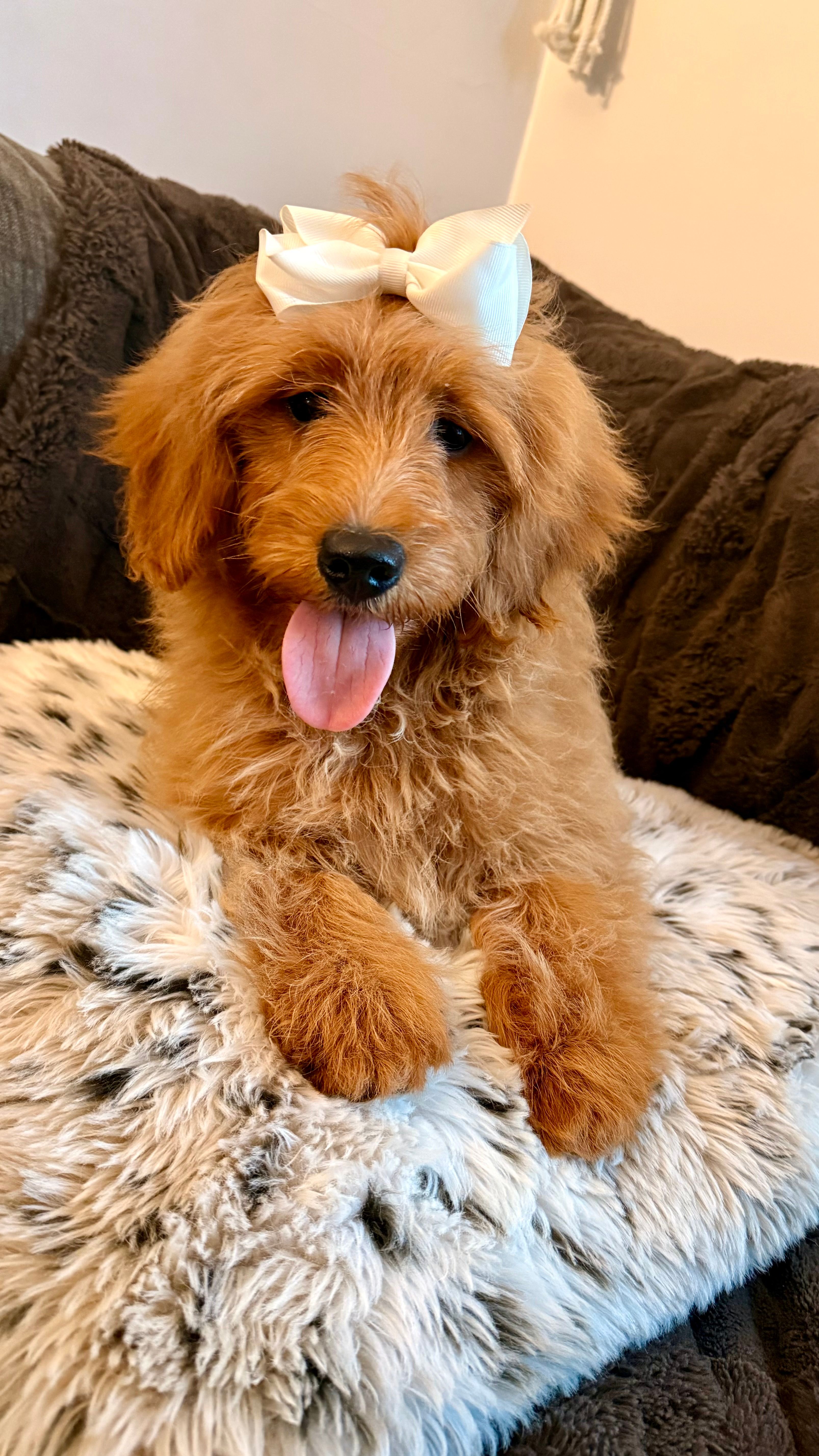 Hadassah, F1b Mini – Miniature Goldendoodle puppy for sale in Columbia City, IN
